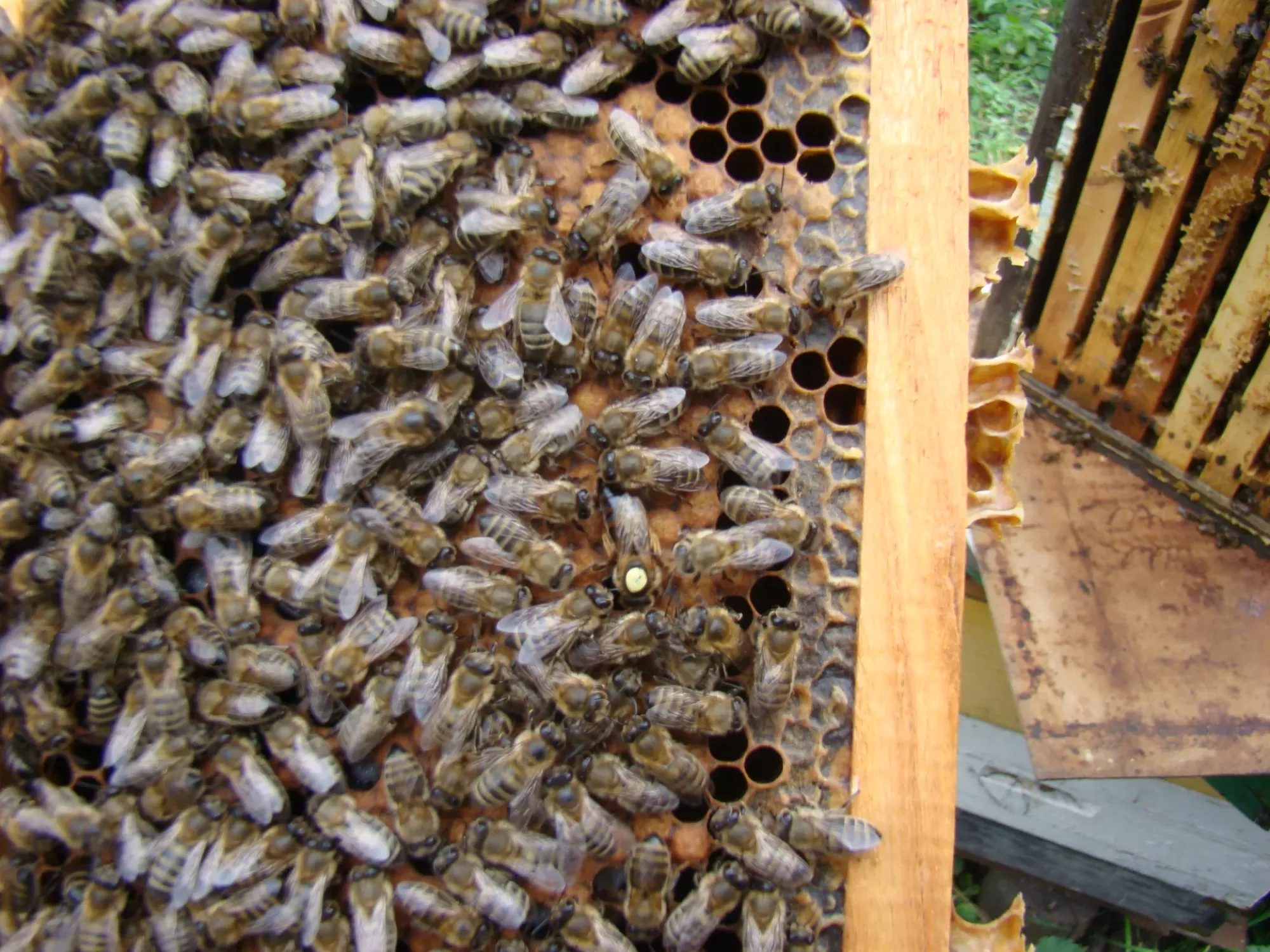 Матки Української степової породи