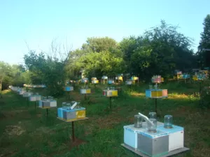 Матки Української степової породи