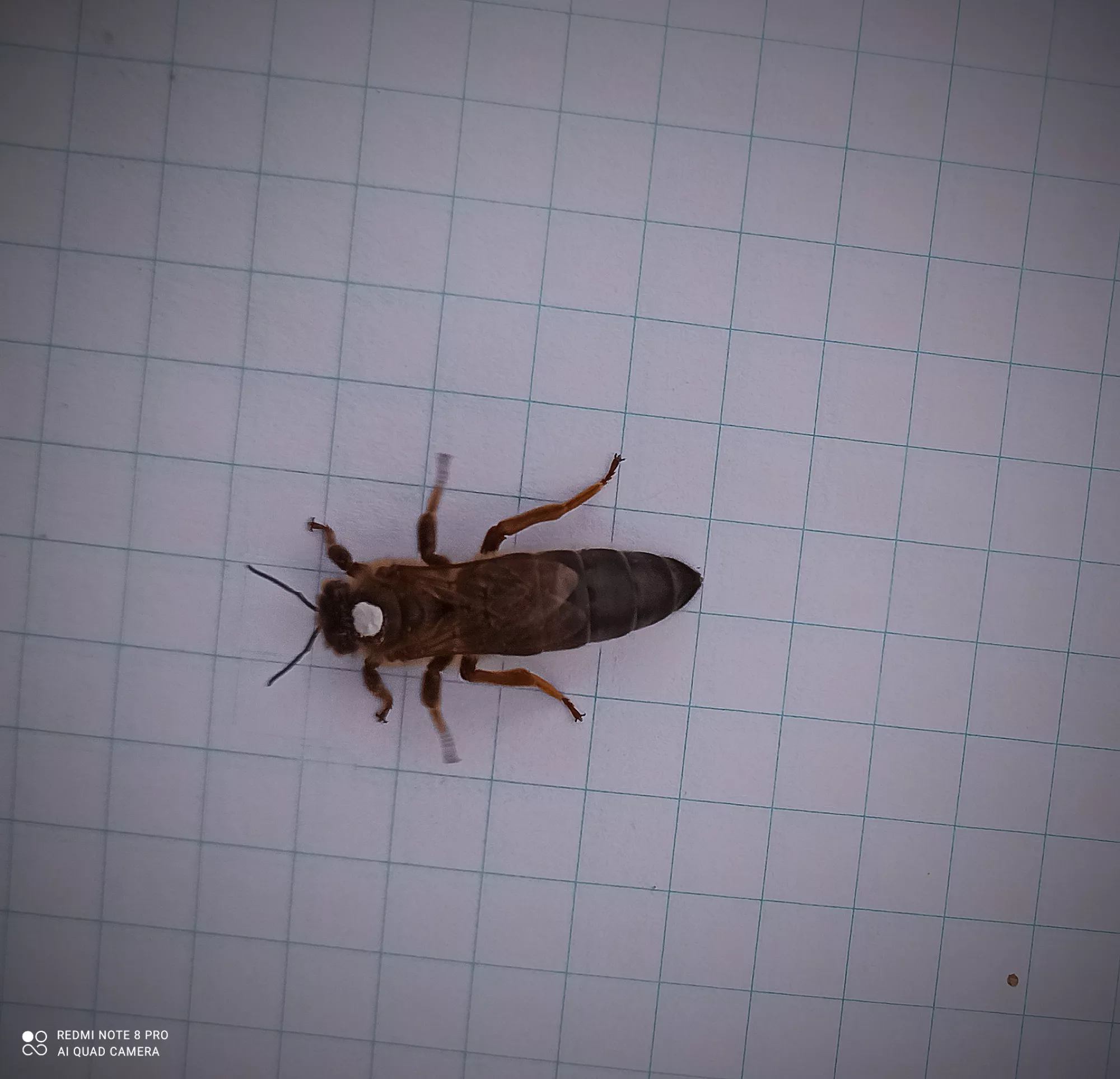 Матки карпатки