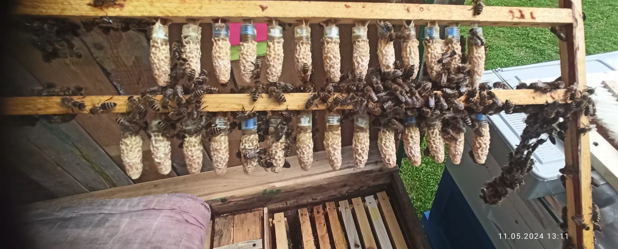 Матки карпатки