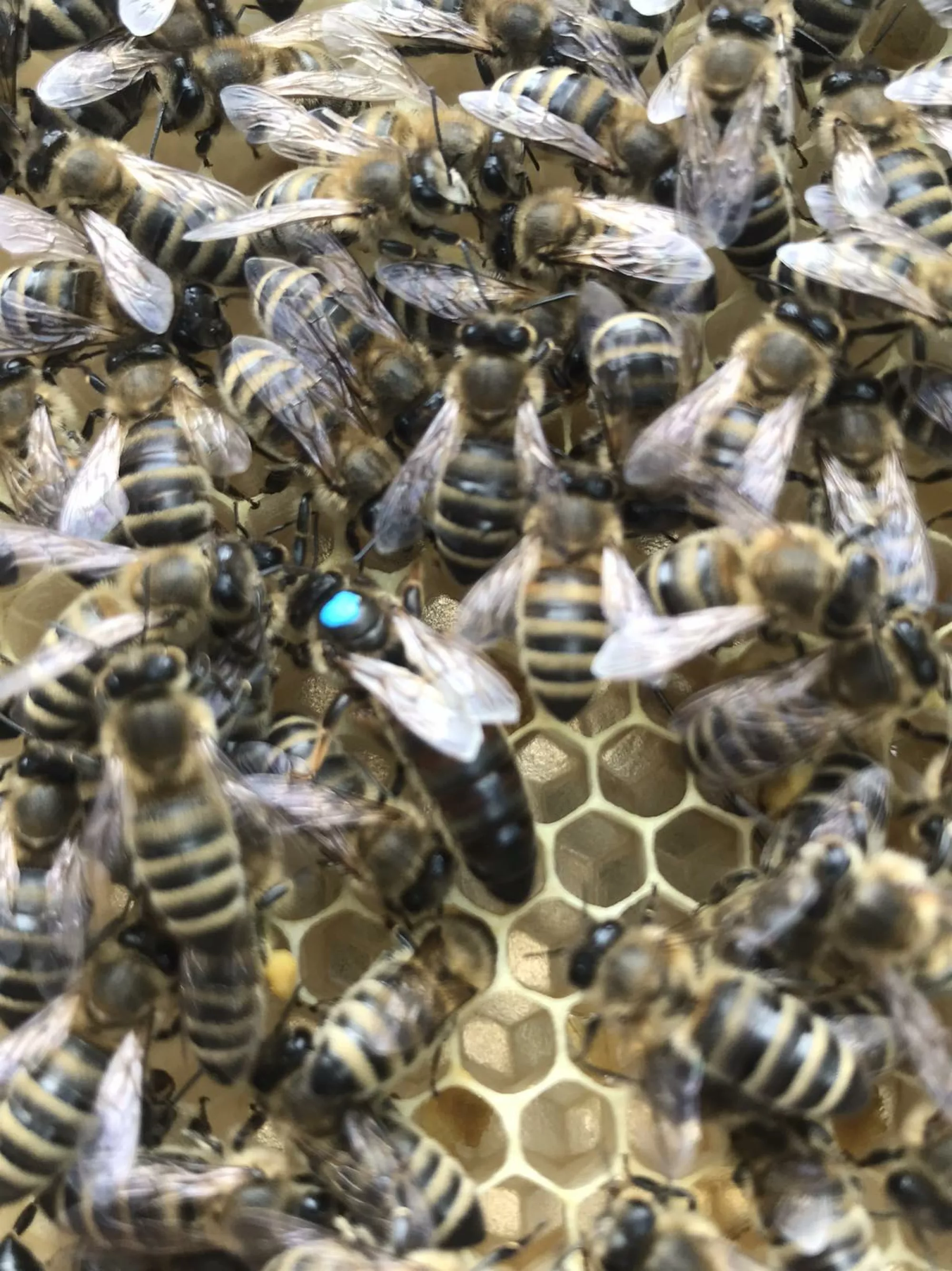 Матки карпатки