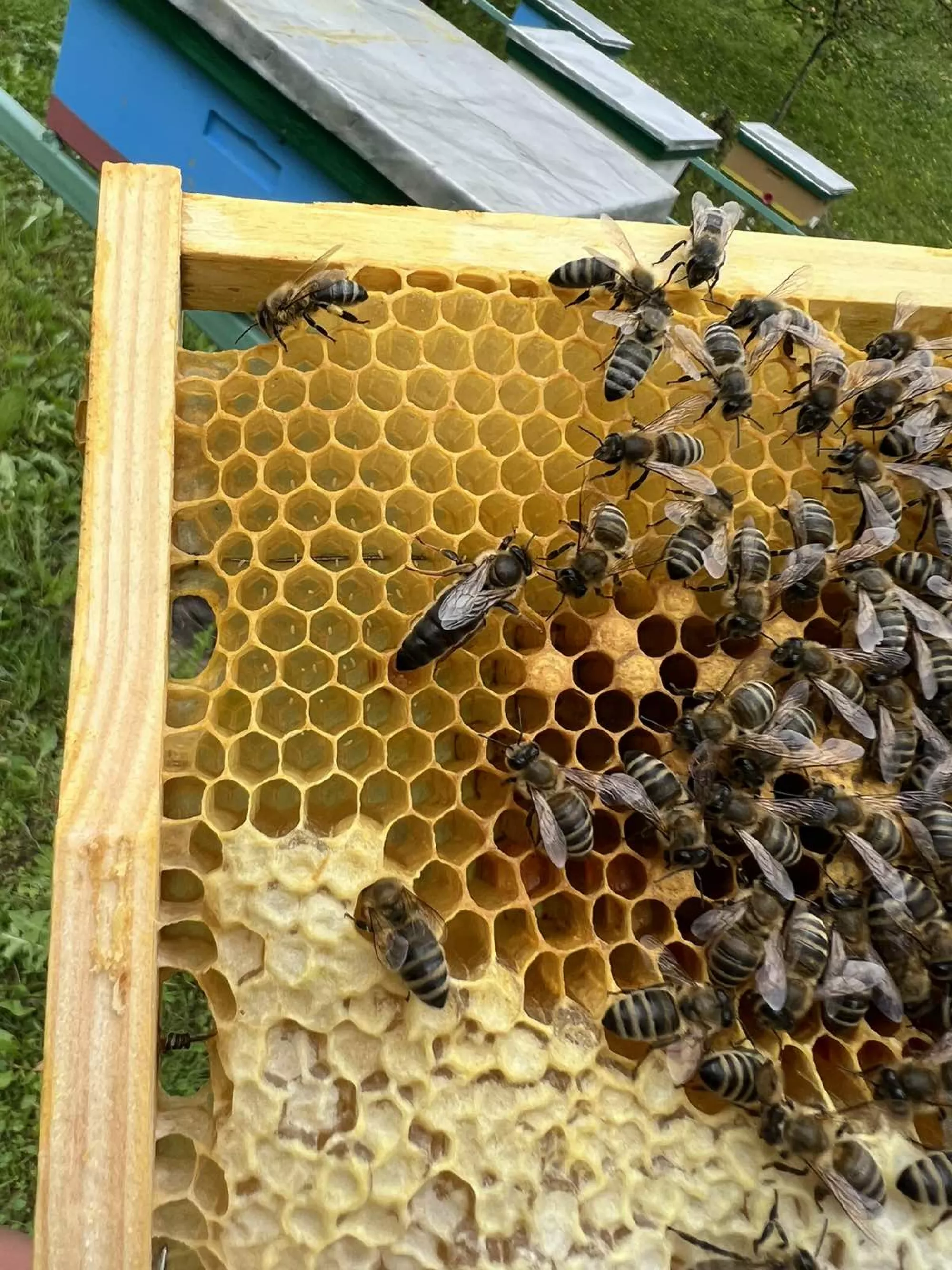 Матки карпатки