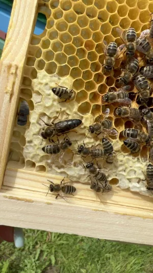 Матки карпатки