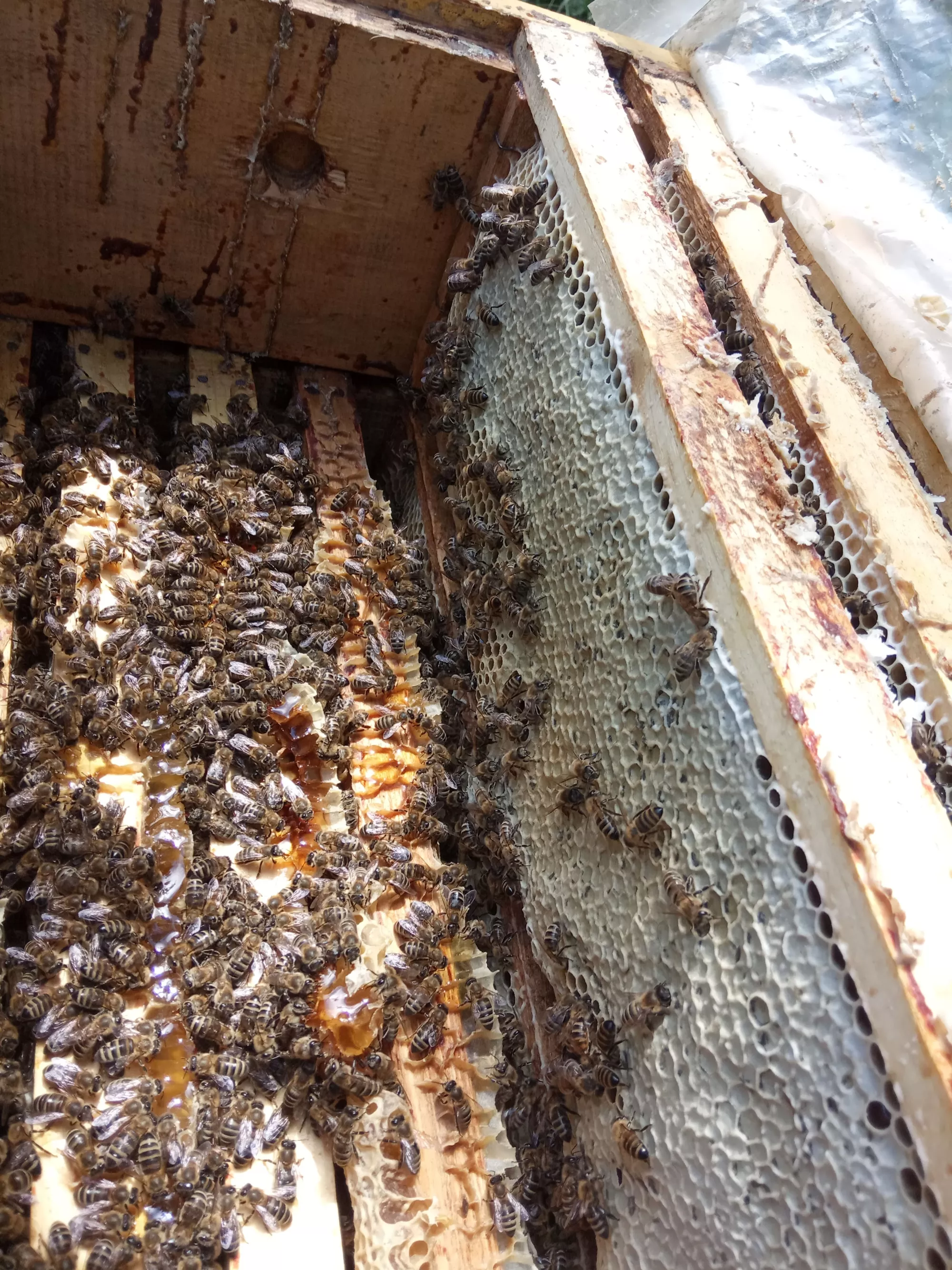 Плідні бджоломатки Карніка на 2026р