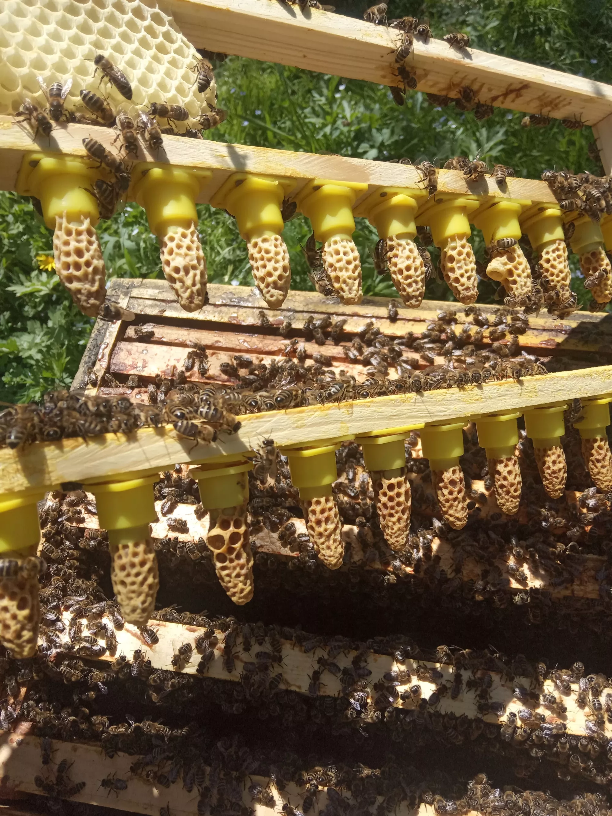 Плідні бджоломатки Карніка на 2026р