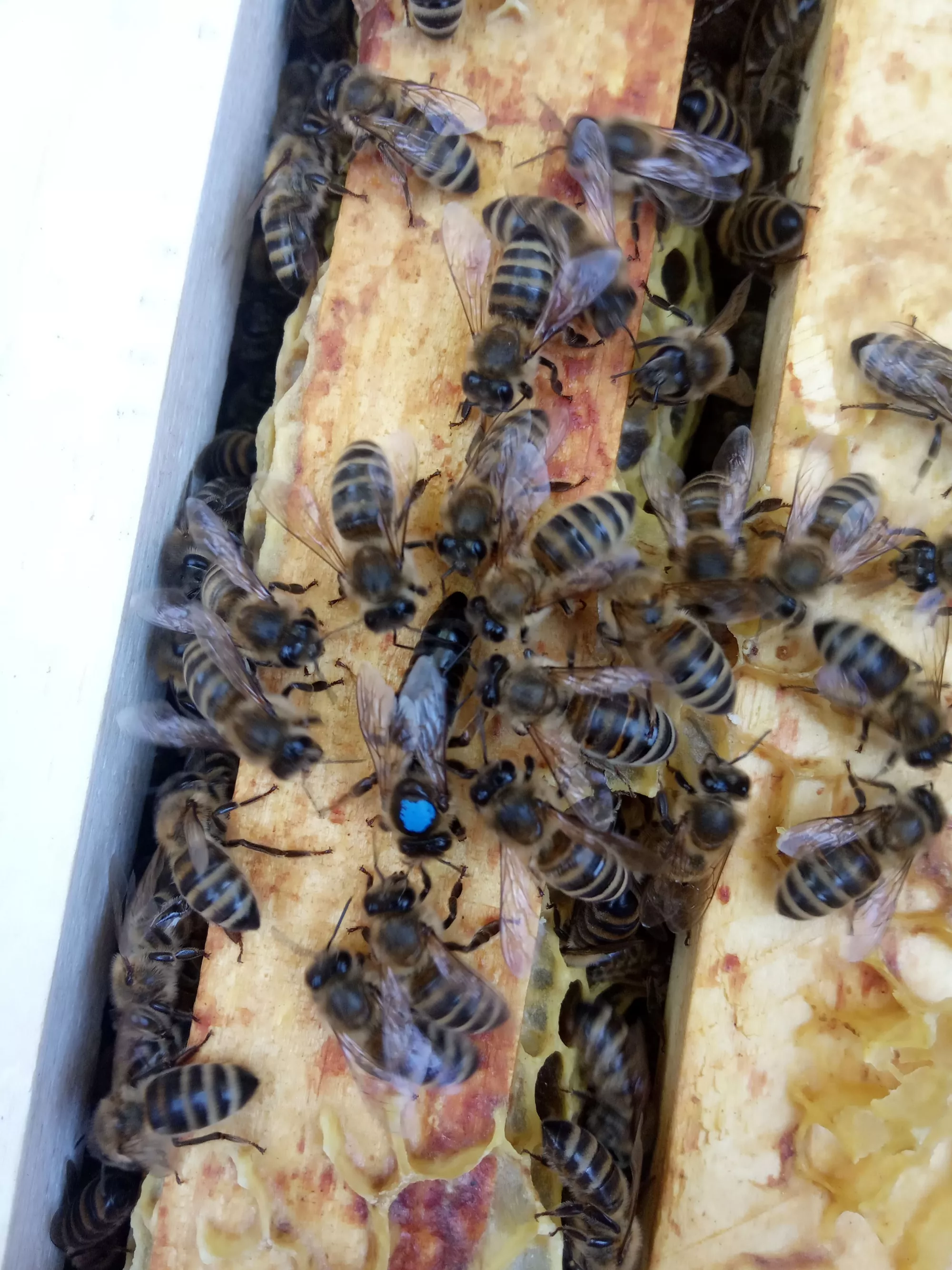 Плідні бджоломатки Карніка на 2026р