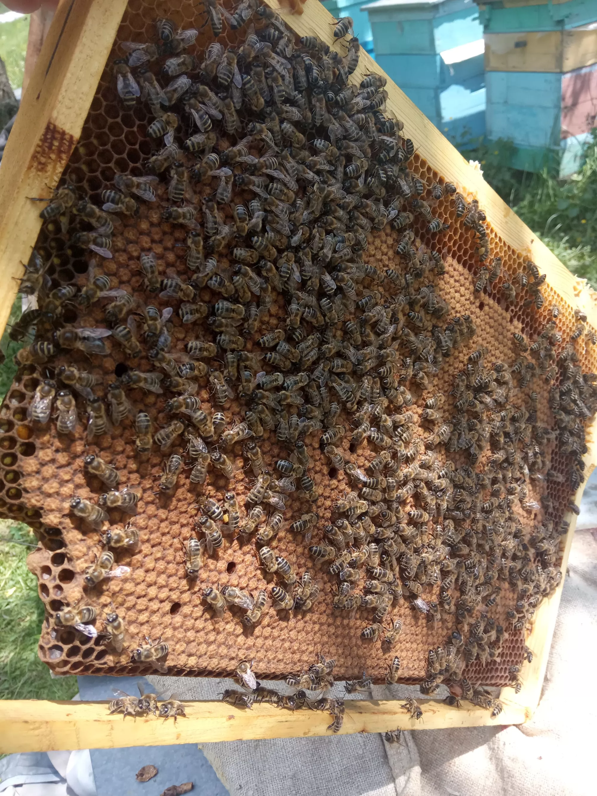 Плідні бджоломатки Карніка на 2026р