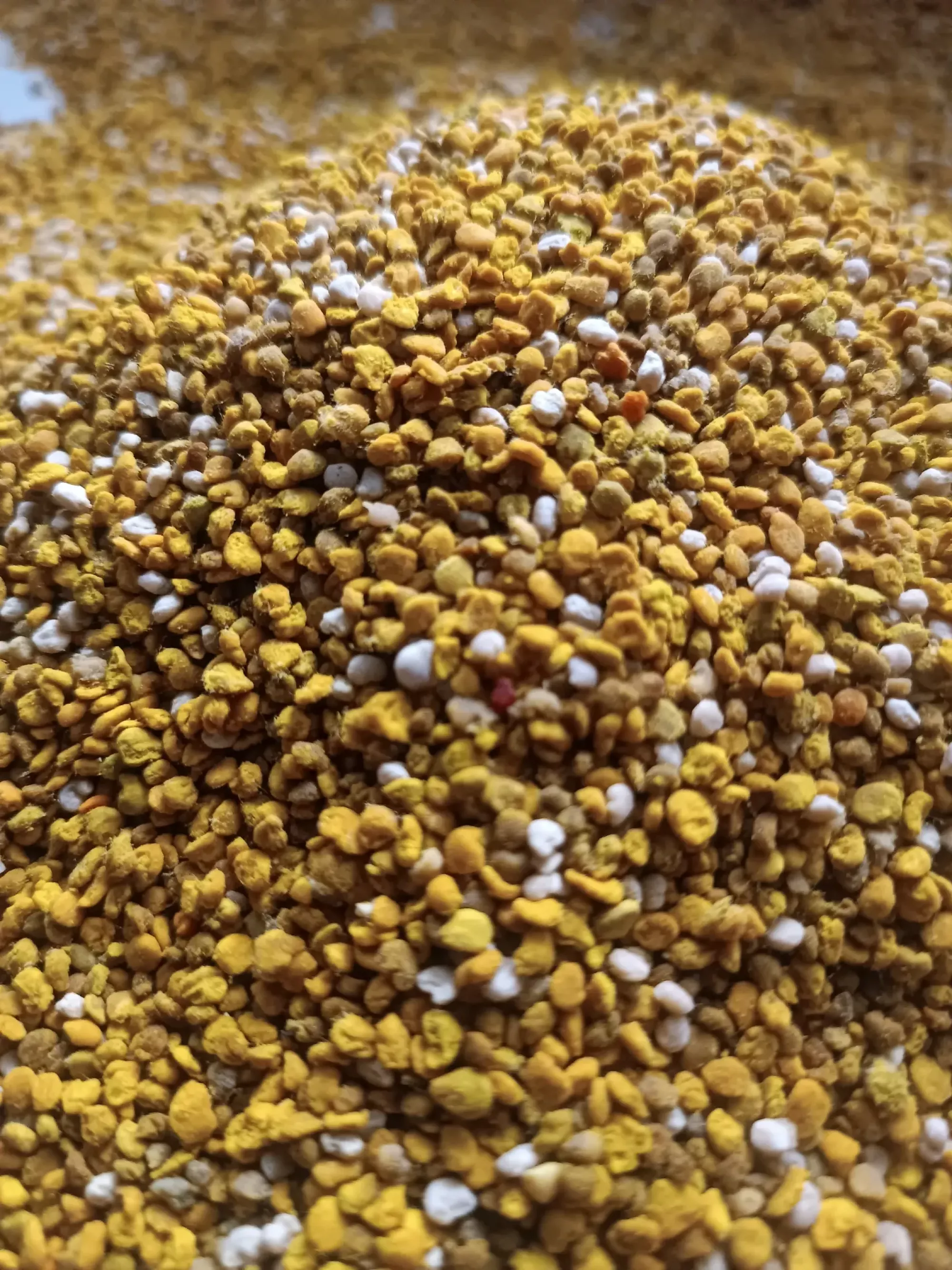 Пилок бджолиний