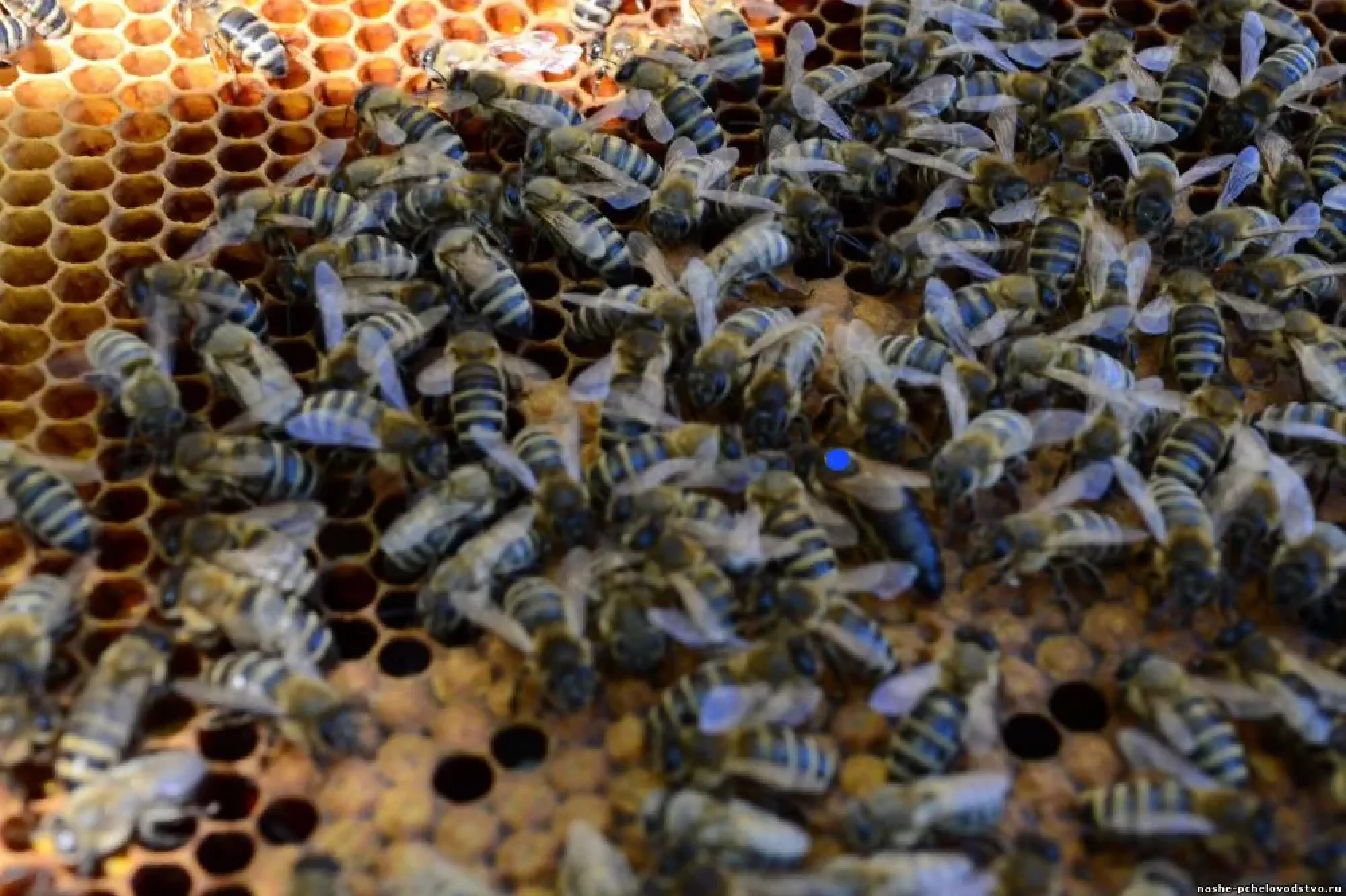 Бджолопакети Українська Степова 4 р.р