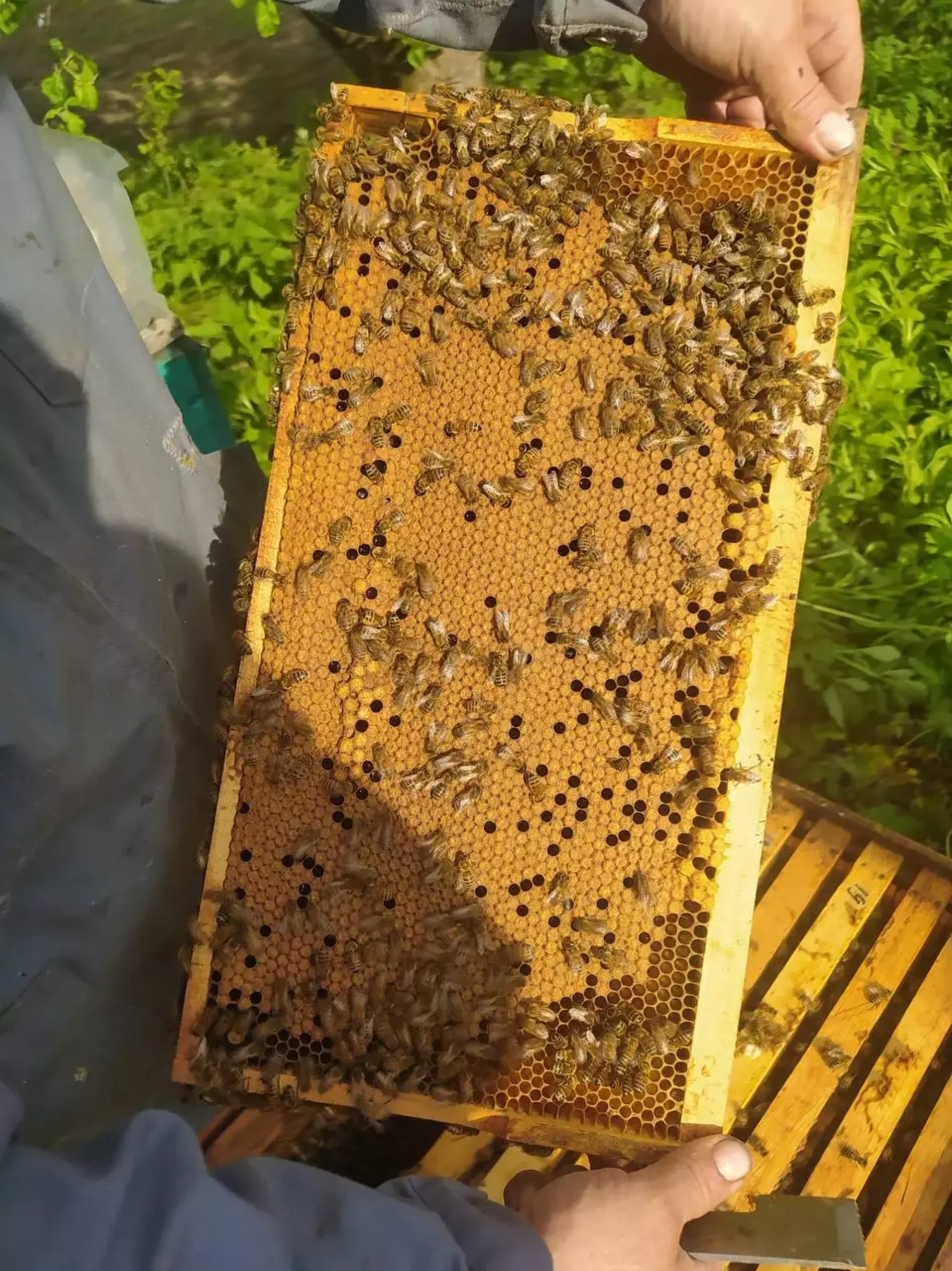 Матки Плідні F1 2026 Рік