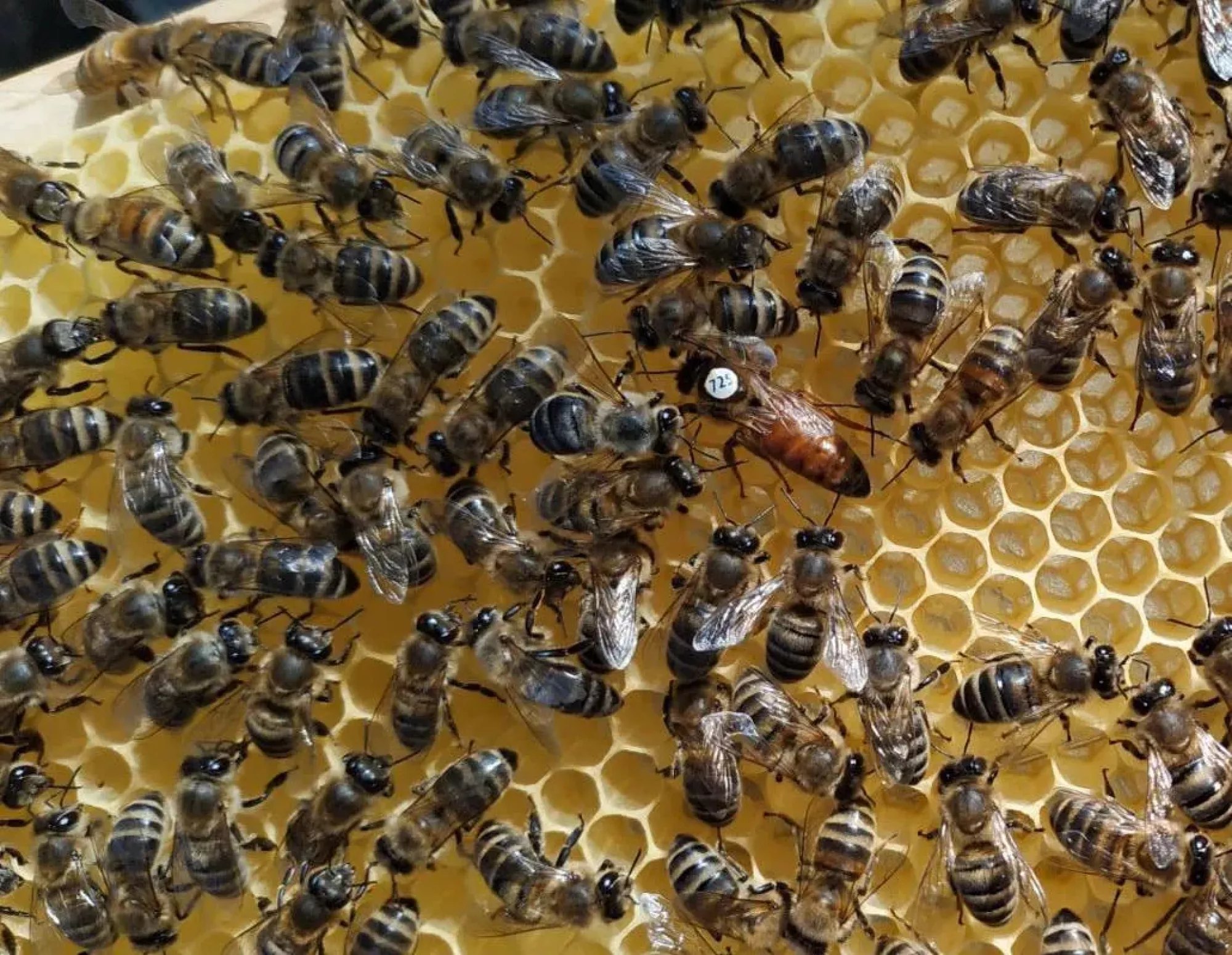 Матки Плідні F1 2026 Рік