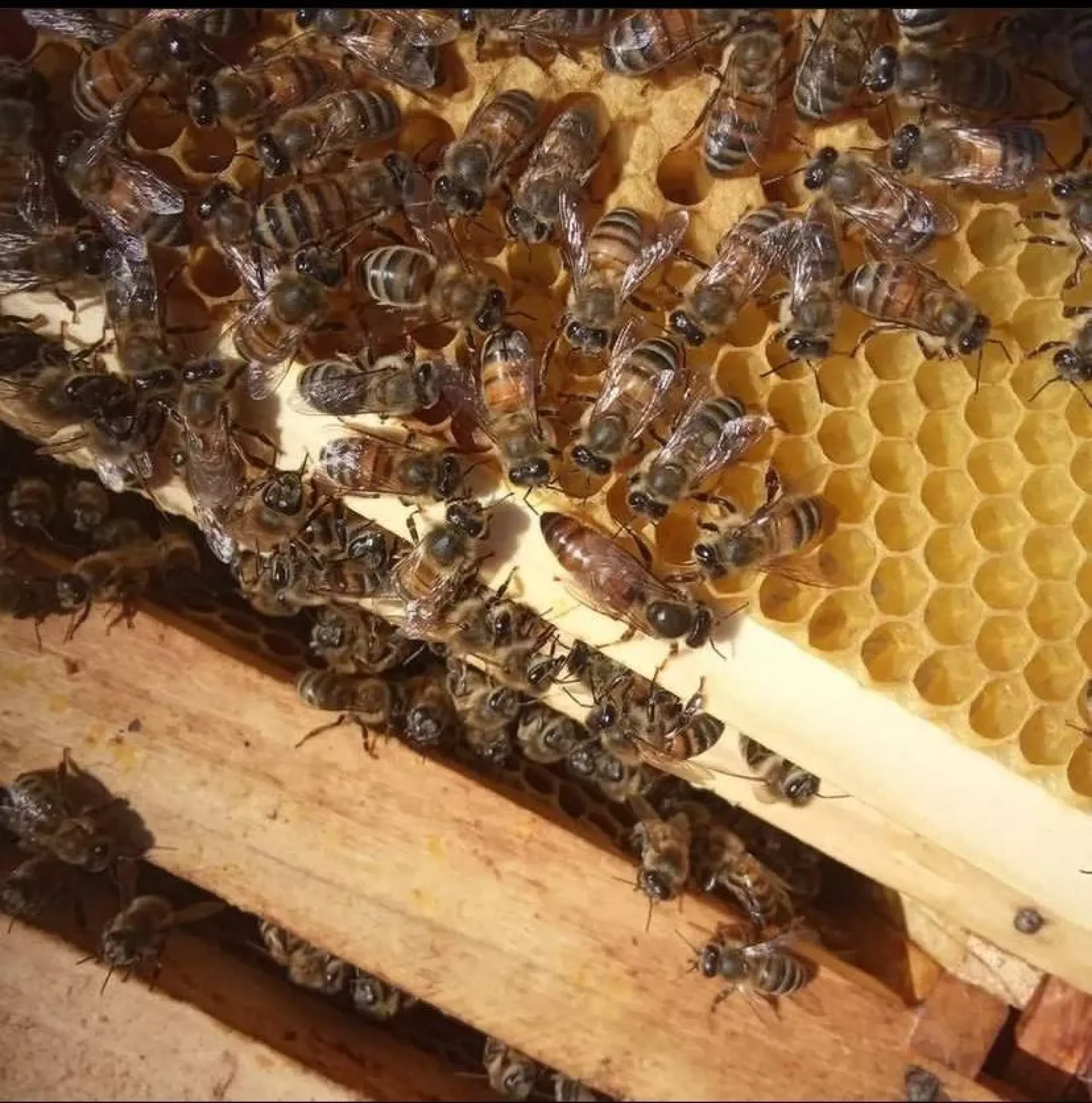 Матки не Плідні F1 2026 Рік