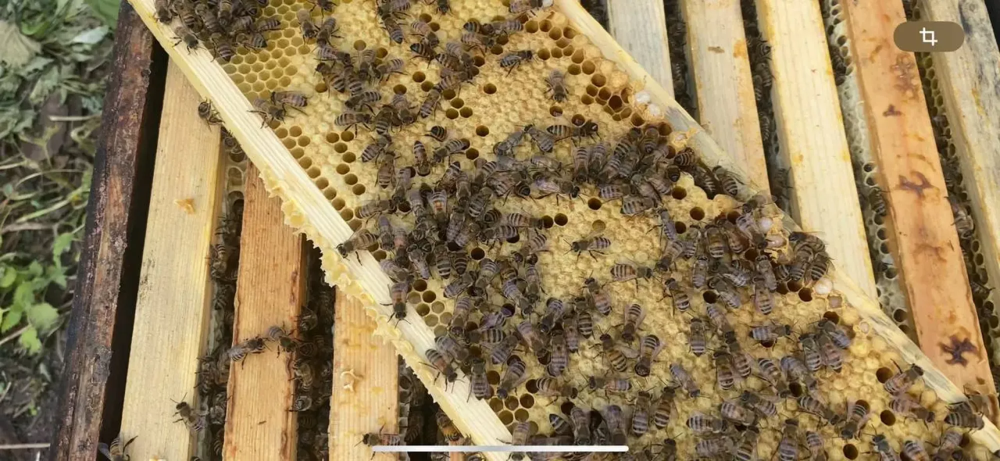 Матки Плідні F1 2026 Рік