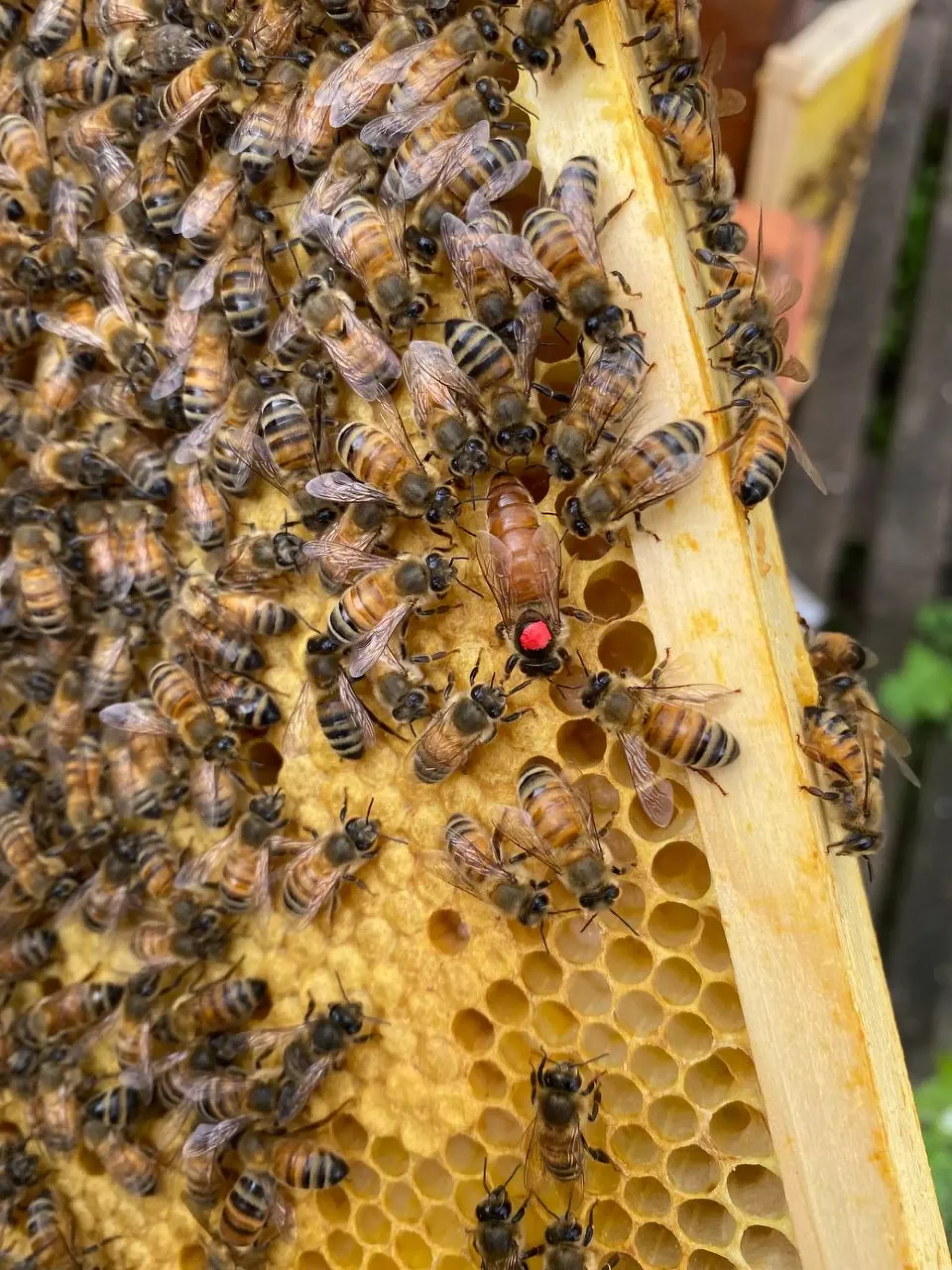 Матки ІО F0 2026 Рік