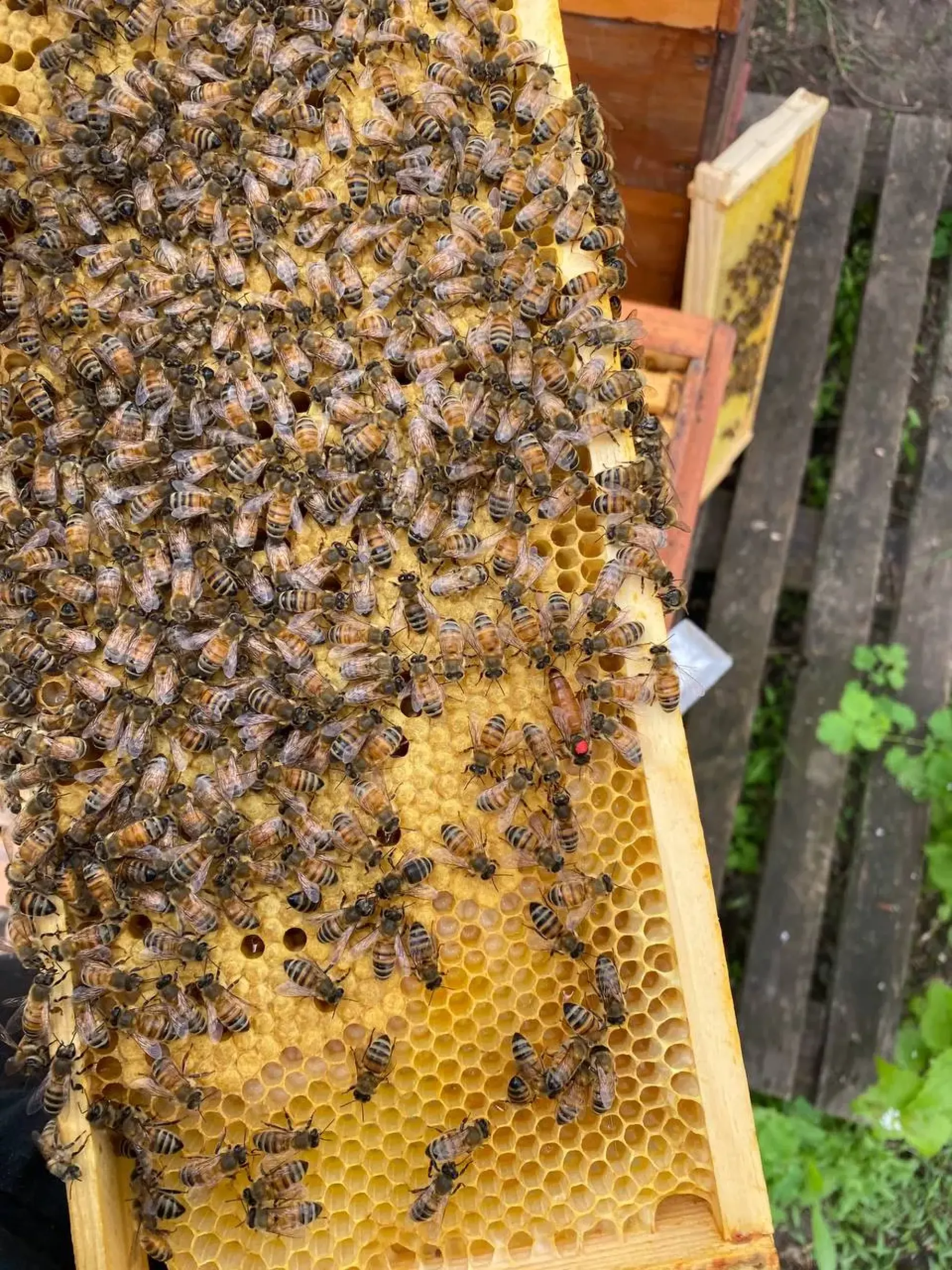 Матки не Плідні F1 2026 Рік