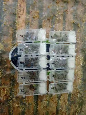 Бджоломатки КАРНІКА