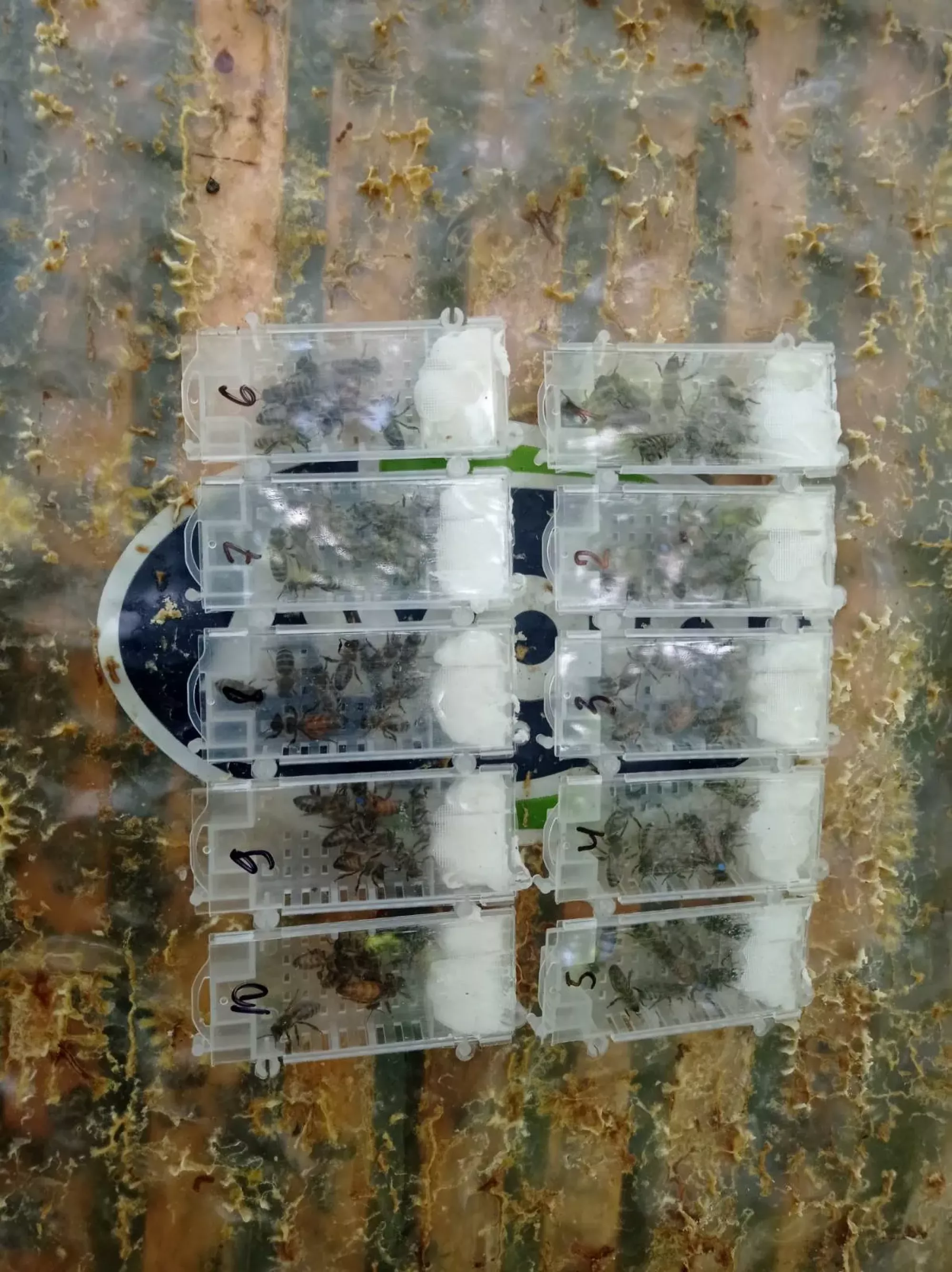 Бджоломатки КАРНІКА