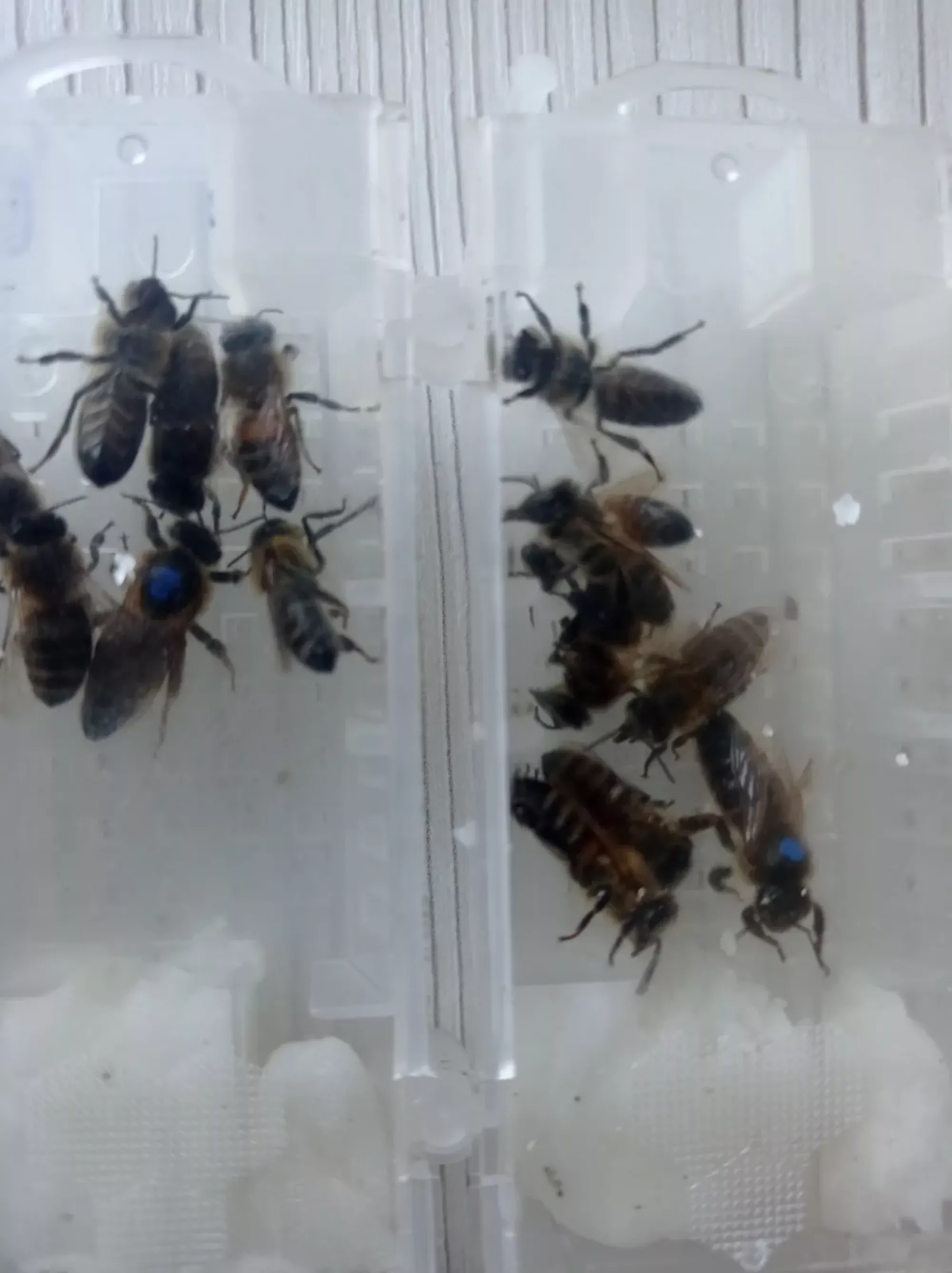 Бджоломатки КАРНІКА