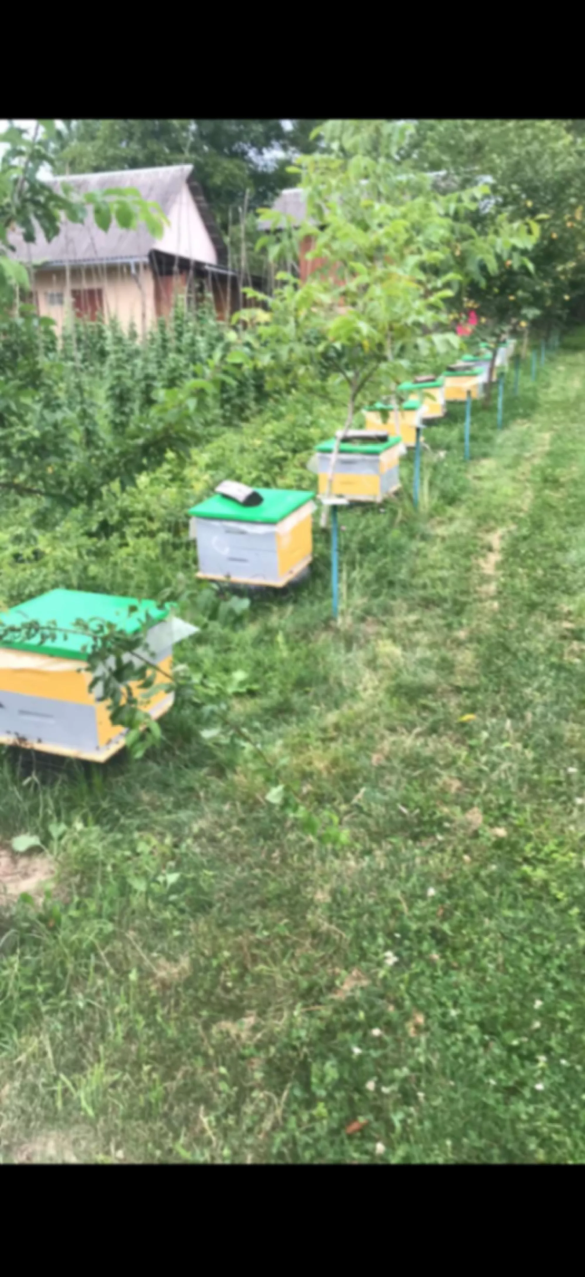 Листовий метал в рулоні на дах вуликів