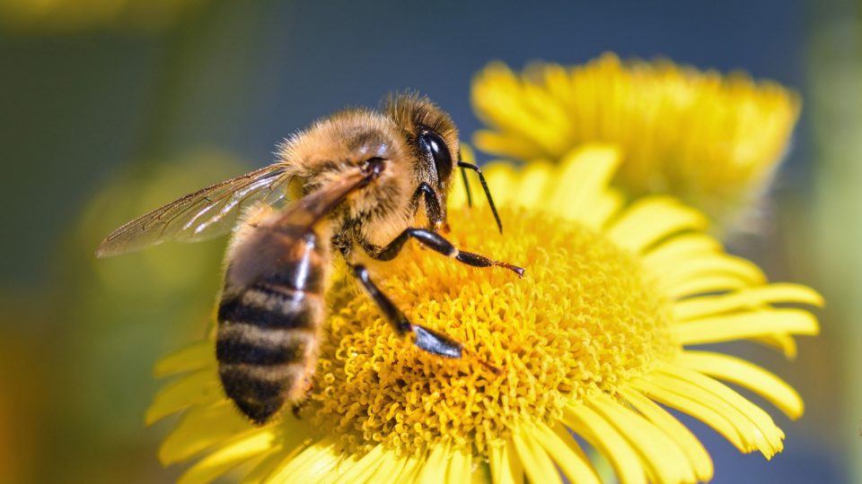 10 Удивительных фактов о медоносных пчелах