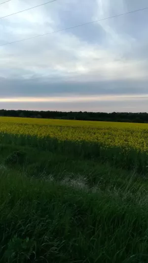 Мед ріпаковий