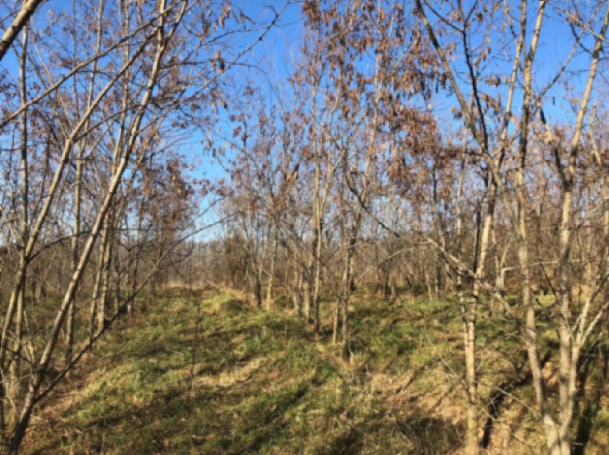 Саджанці білої акації