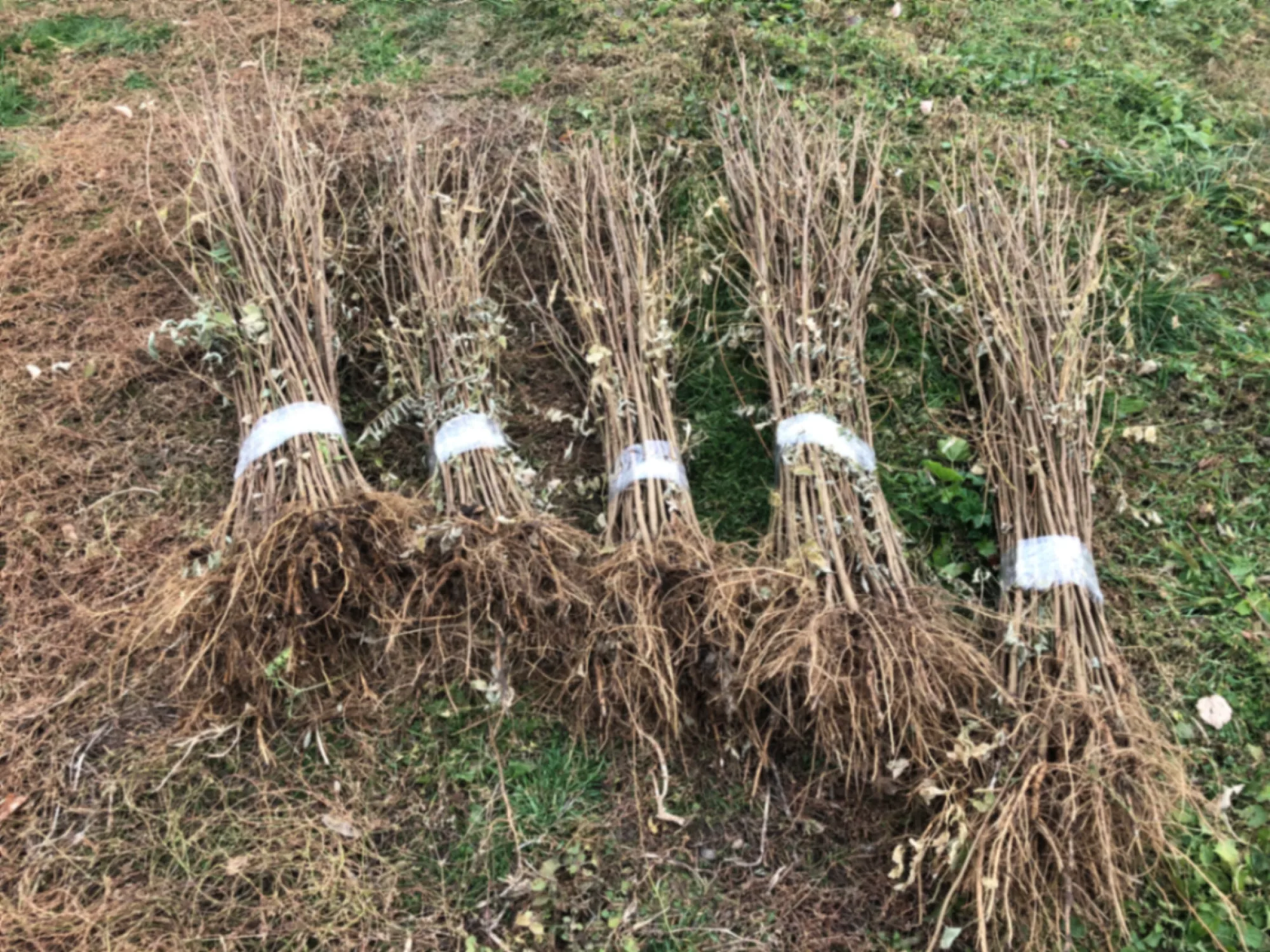 Саджанці білої акації