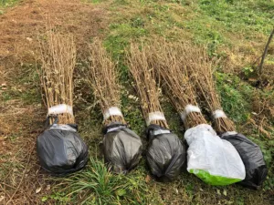 Саджанці білої акації