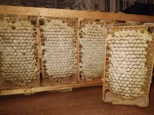 Сотовий мед