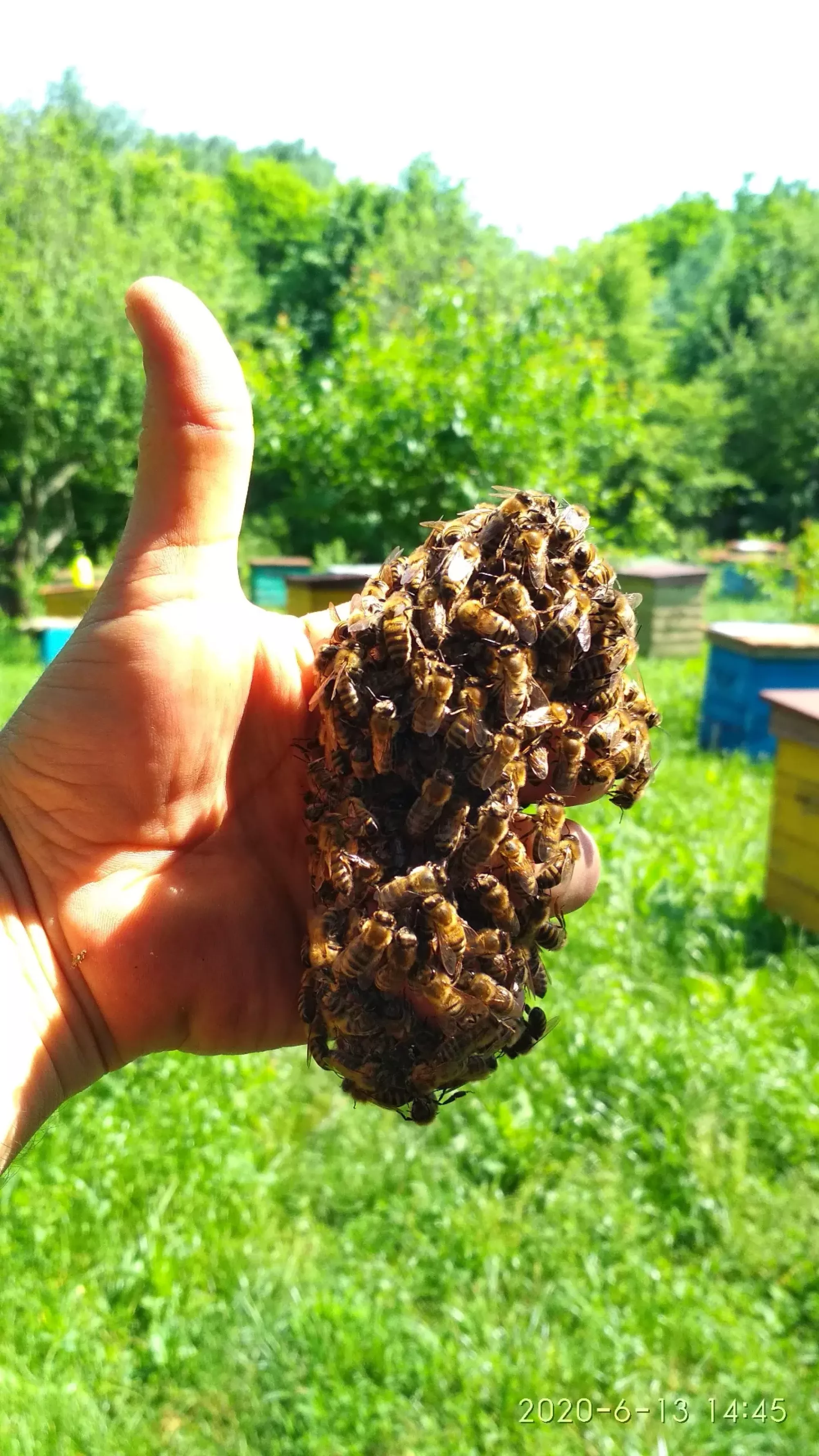 Квітковий пилок 2025р