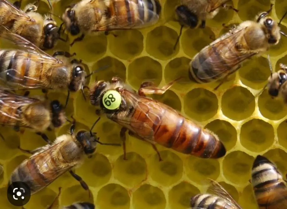 Бджоломатки бакфаст. Плідні та не плідні