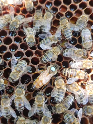 Бджоломатки Бакфаст F1