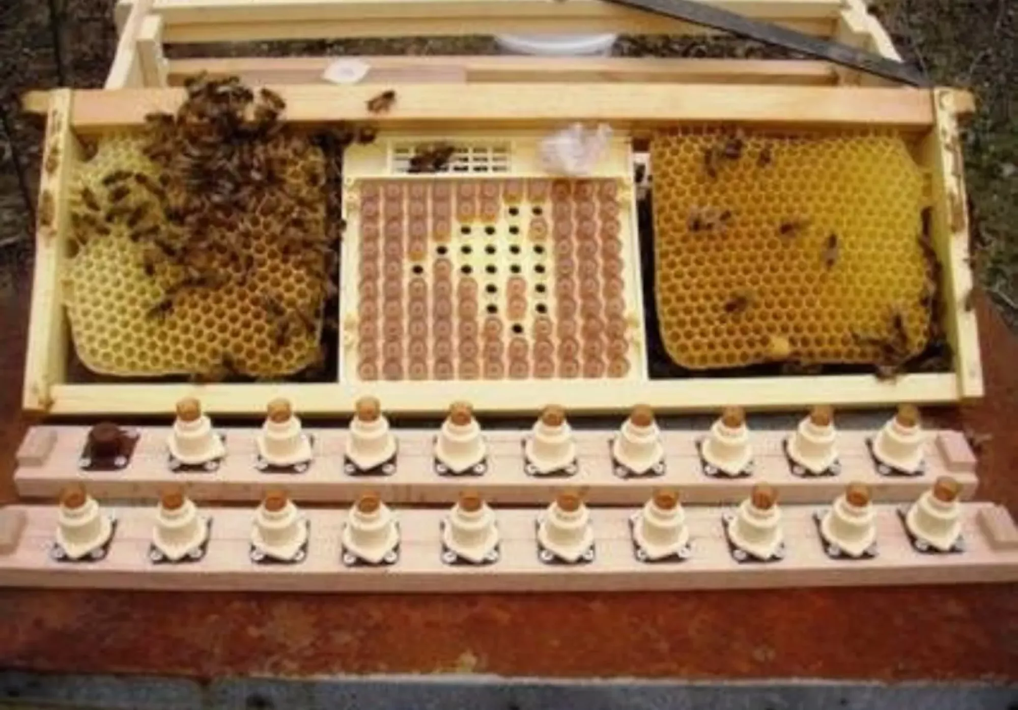 Бджоломатки Карніка f1