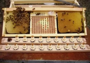 Бджоломатки Карніка f1