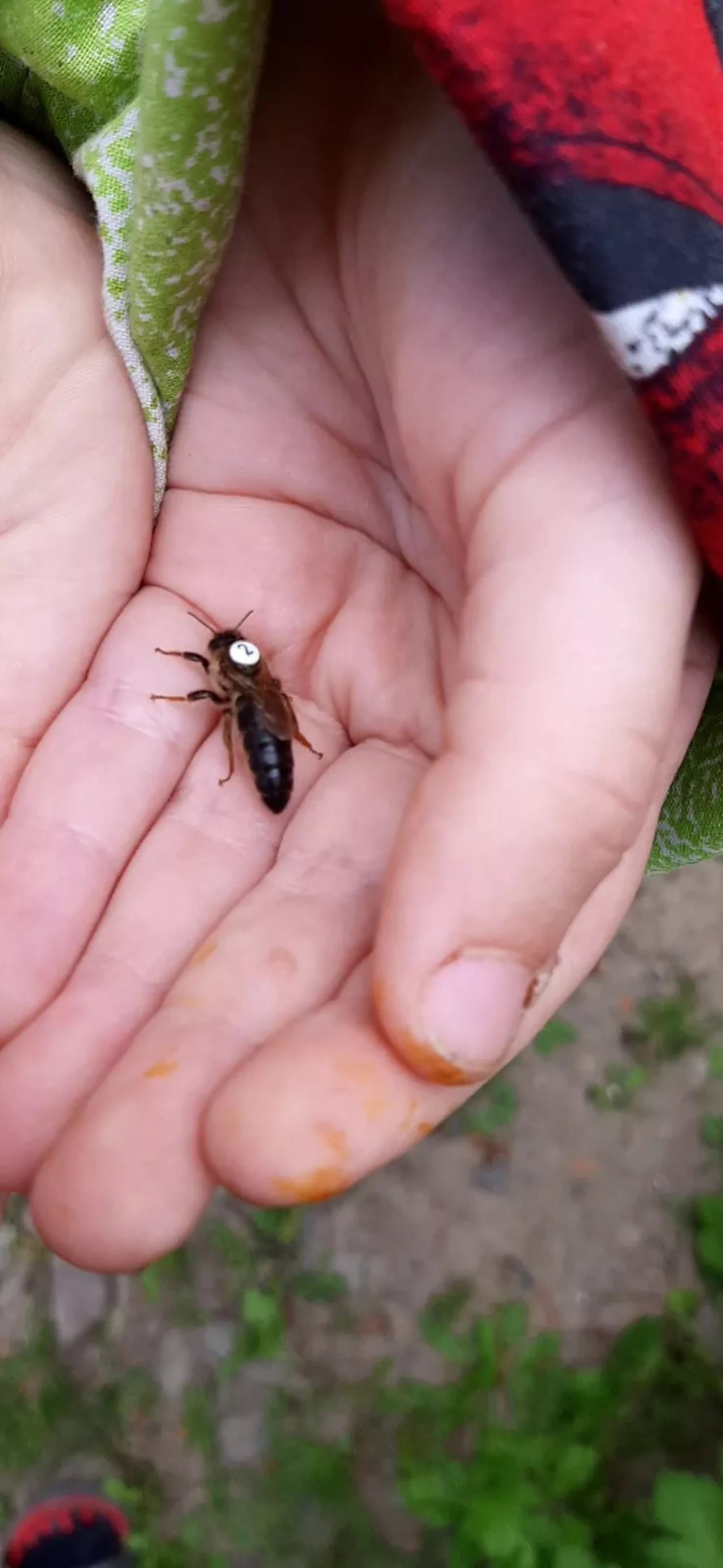 Матка карпатка сезон 2026