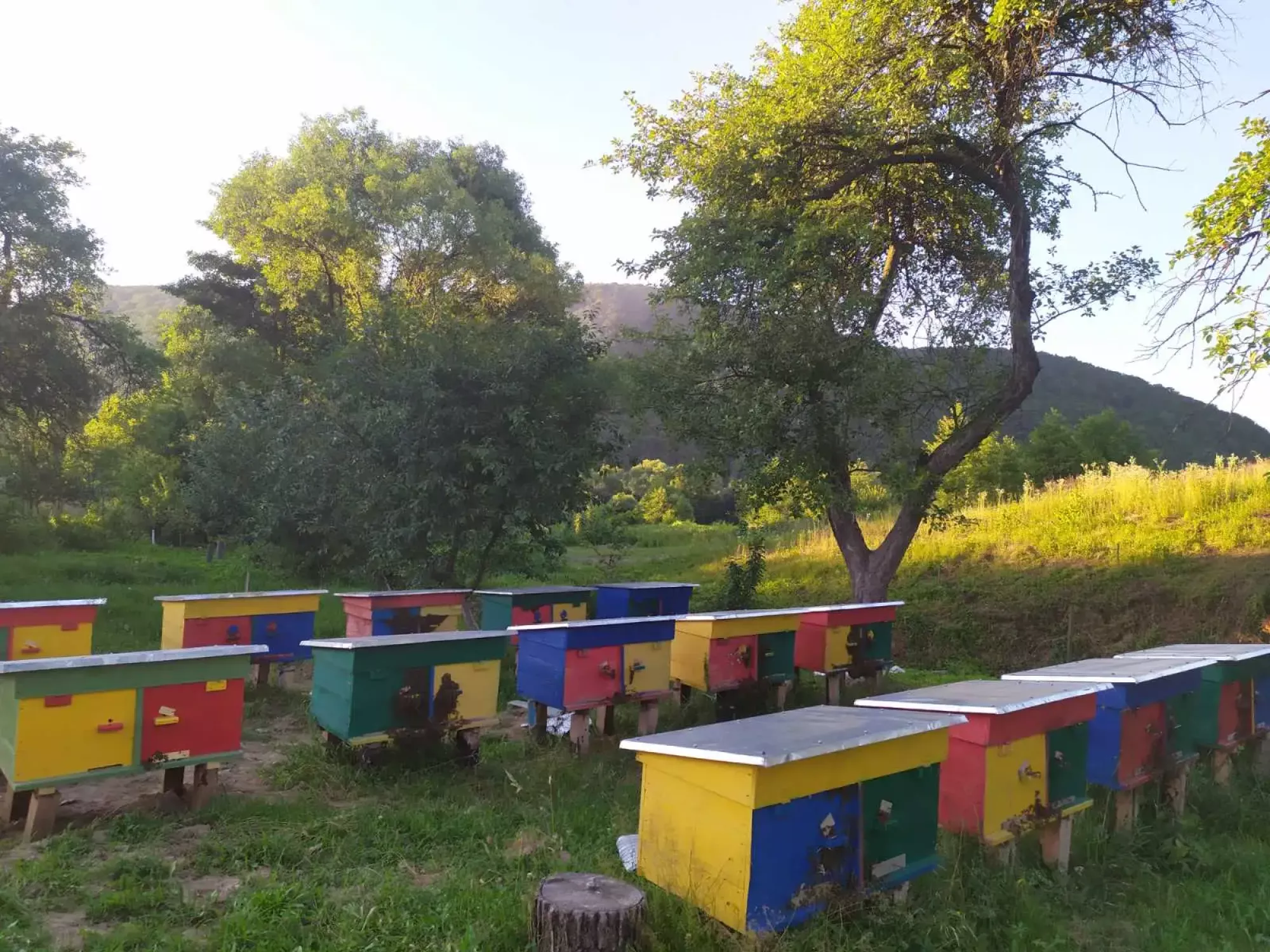 Бджолопакети 2026