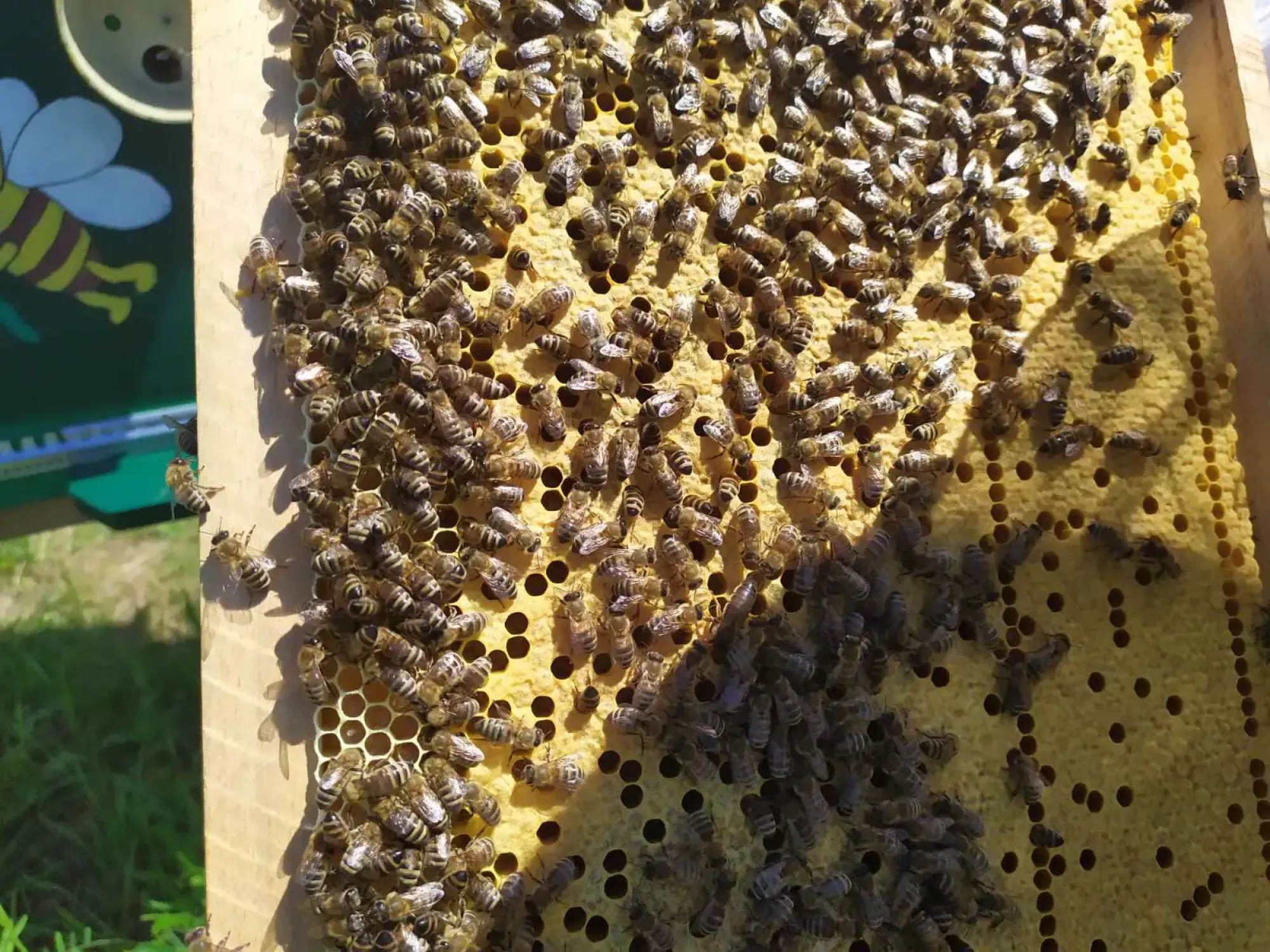 Бджолопакети 2026