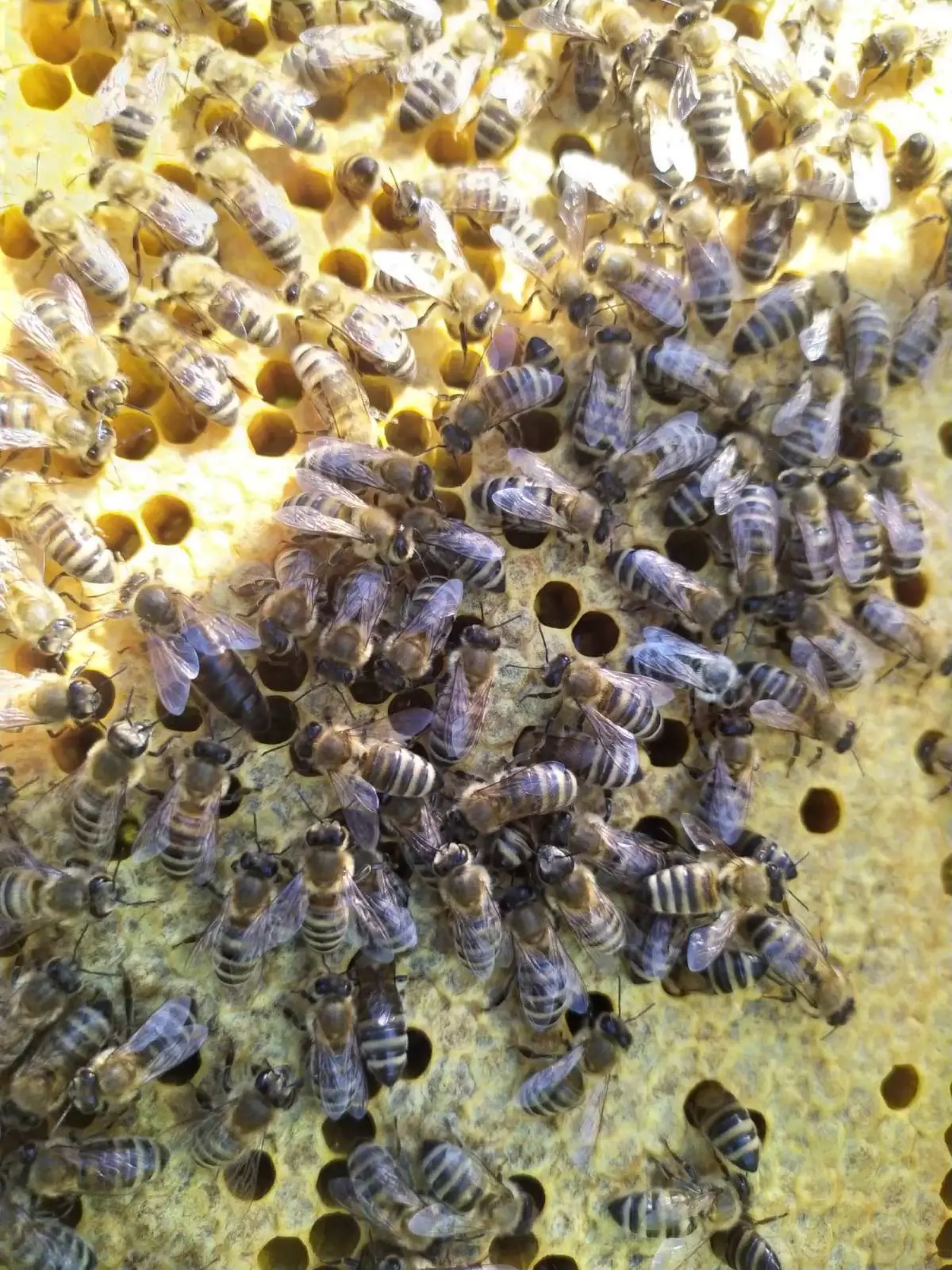 Бджолопакети 2026