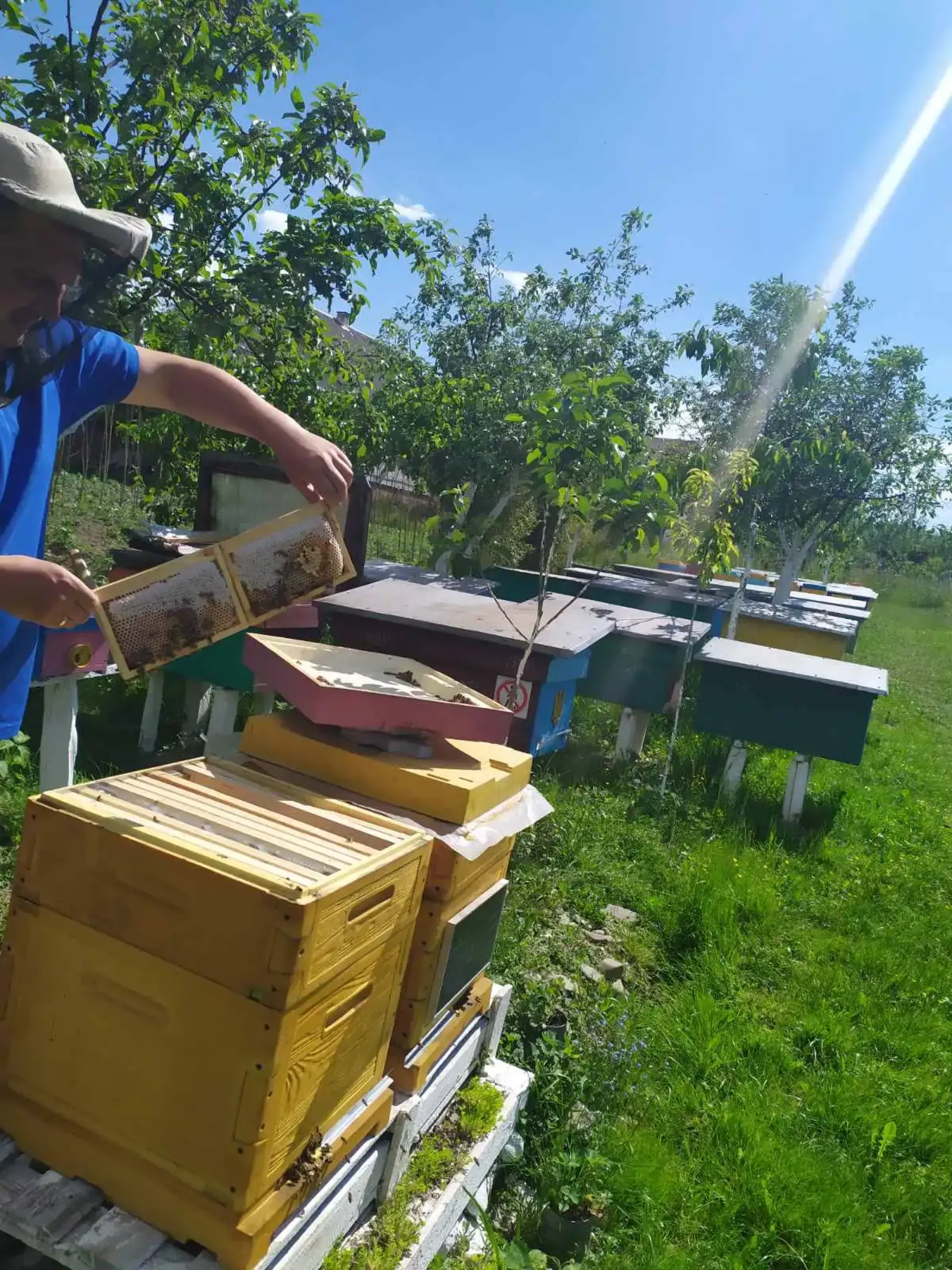 Матка карпатка сезон 2026