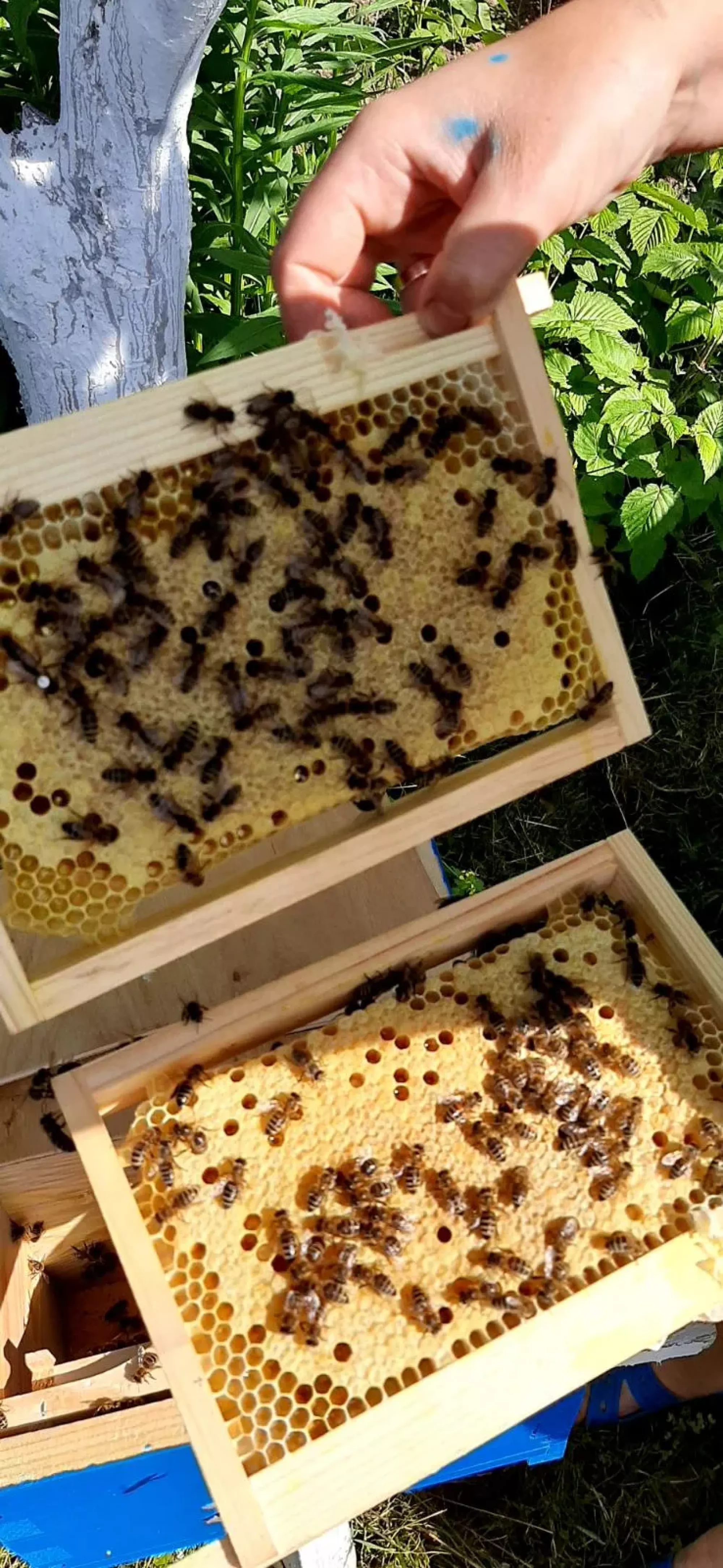 Матка карпатка сезон 2026