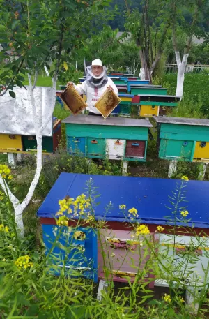 Бджолопакети 2026