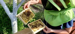 Матка карпатка сезон 2026