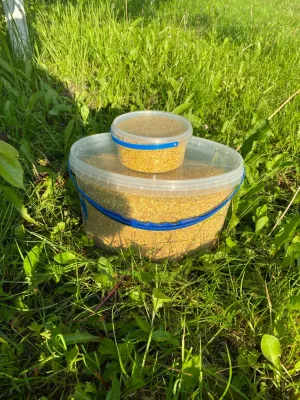 Купити Пилок Бджолиний Свіжий