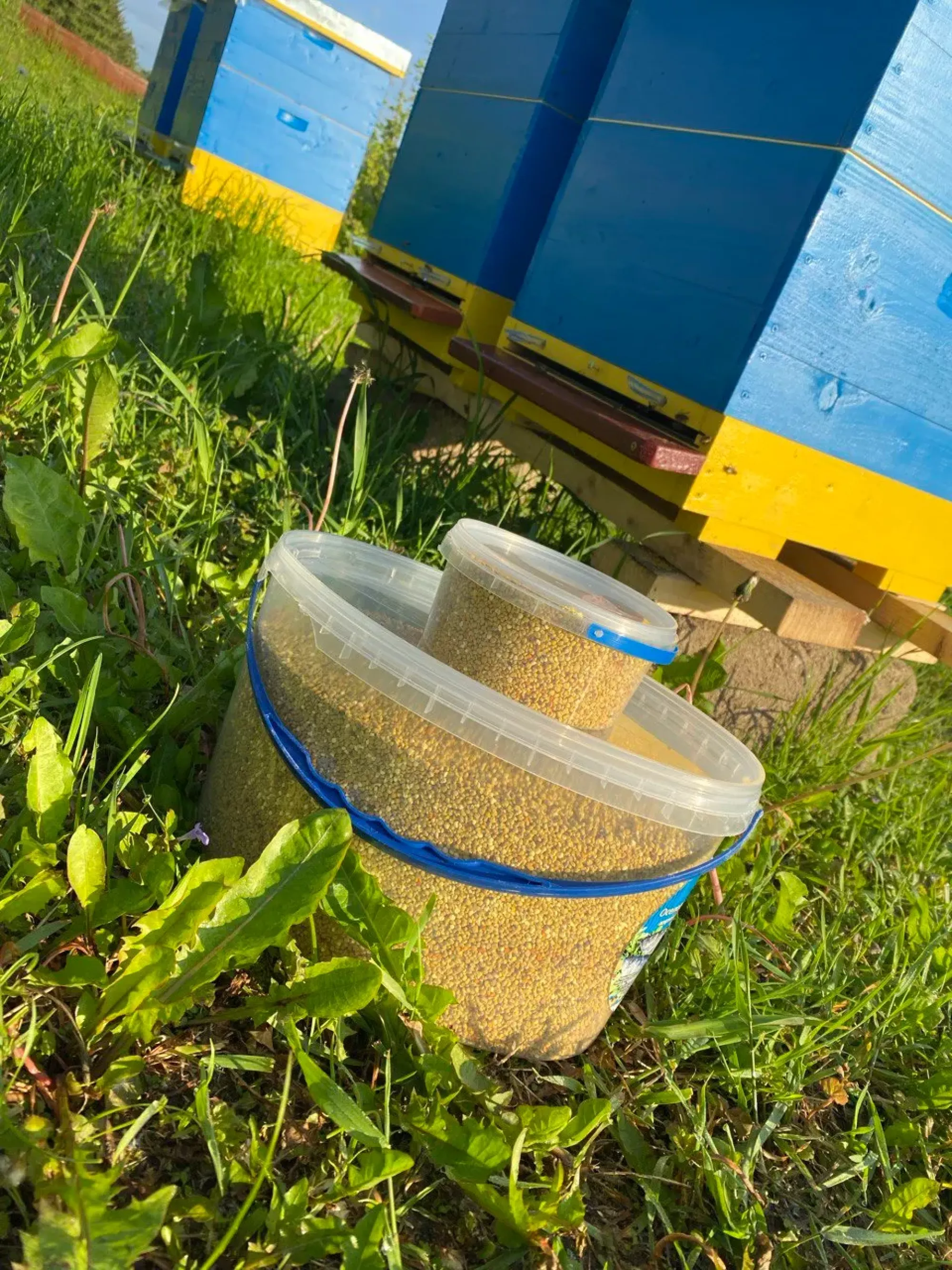 Купити Пилок Бджолиний Свіжий