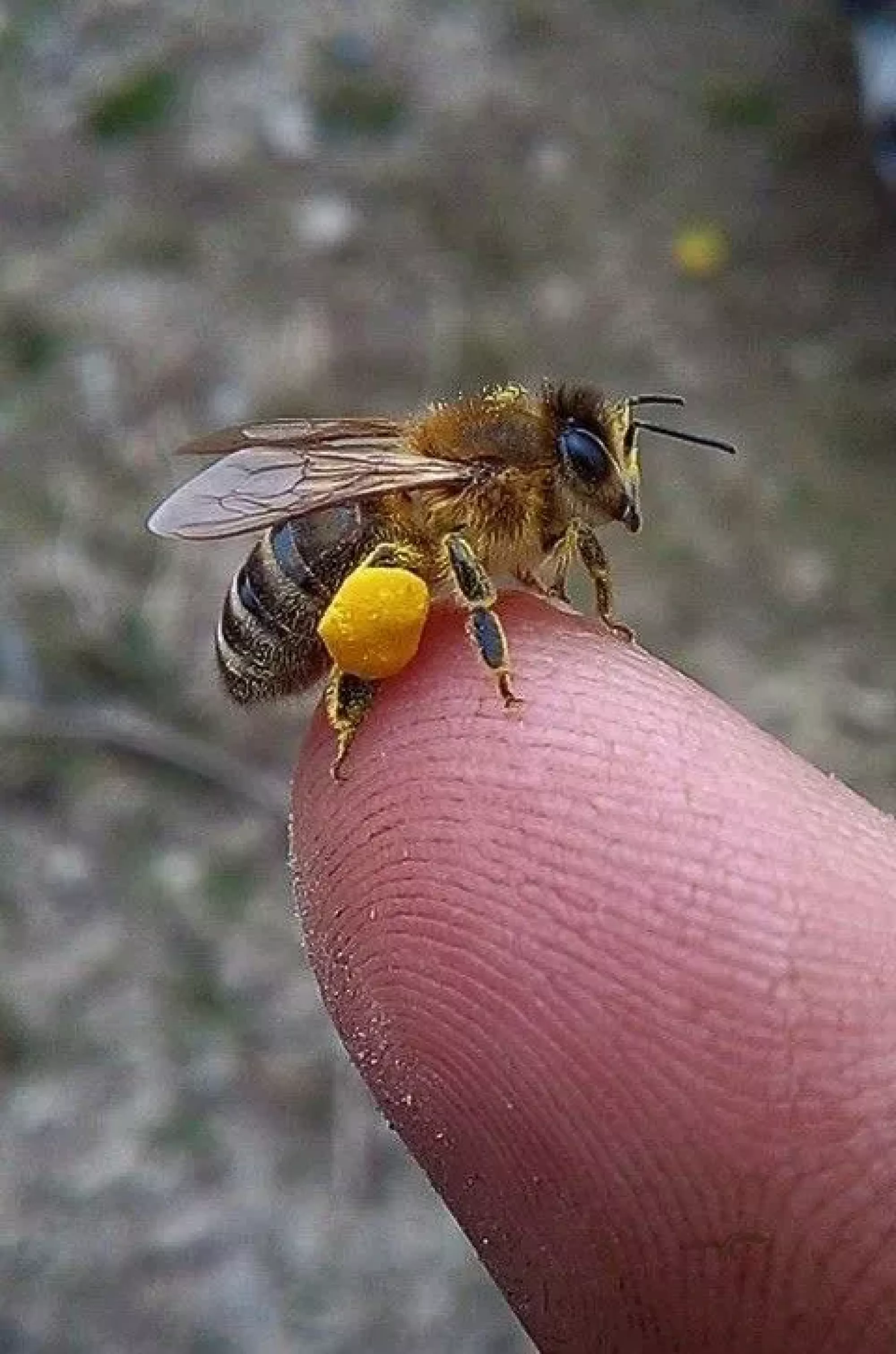 Капсули квітковий пилок + капсули пжлвм. Дует міцного здоров'я!