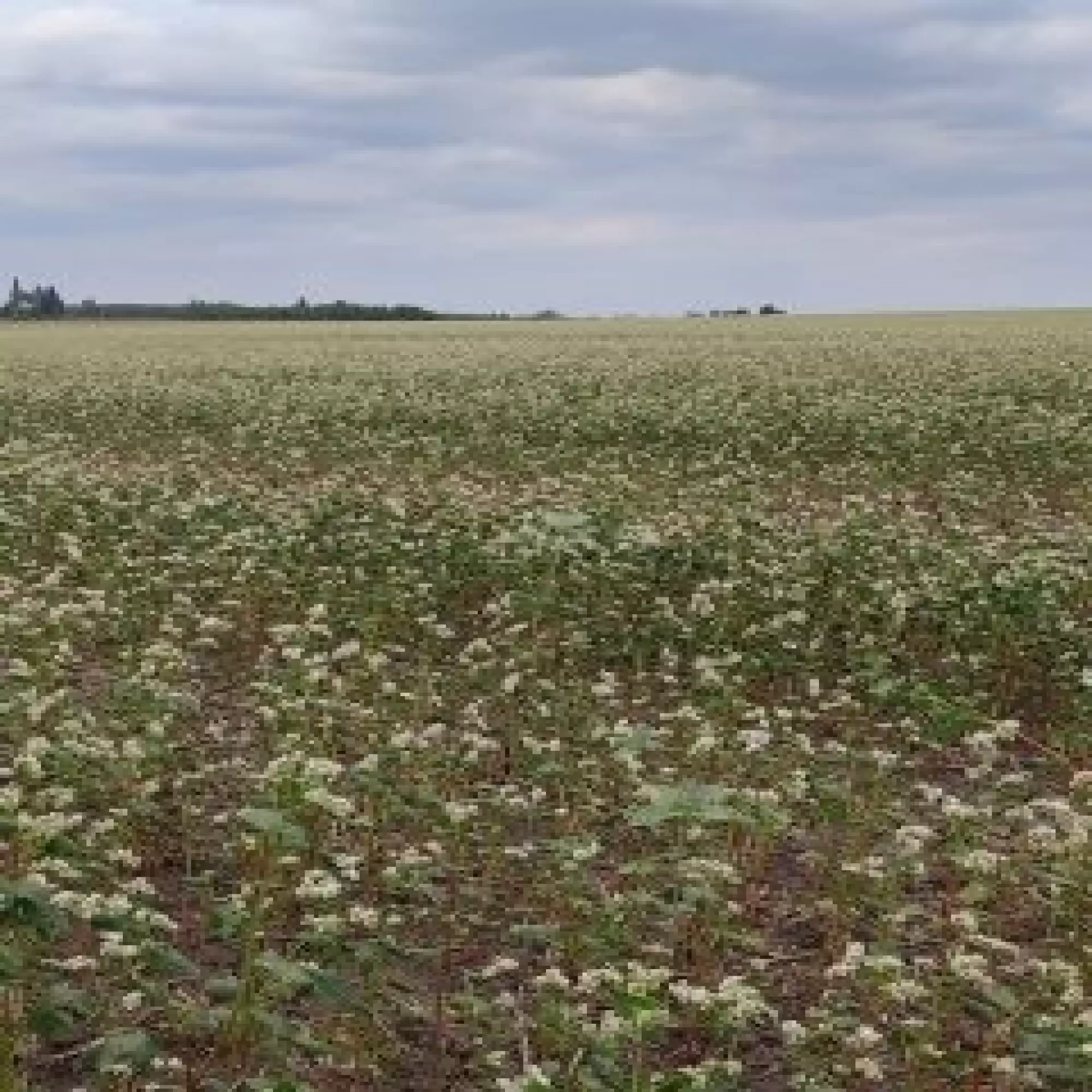 різнотряв'я гречка