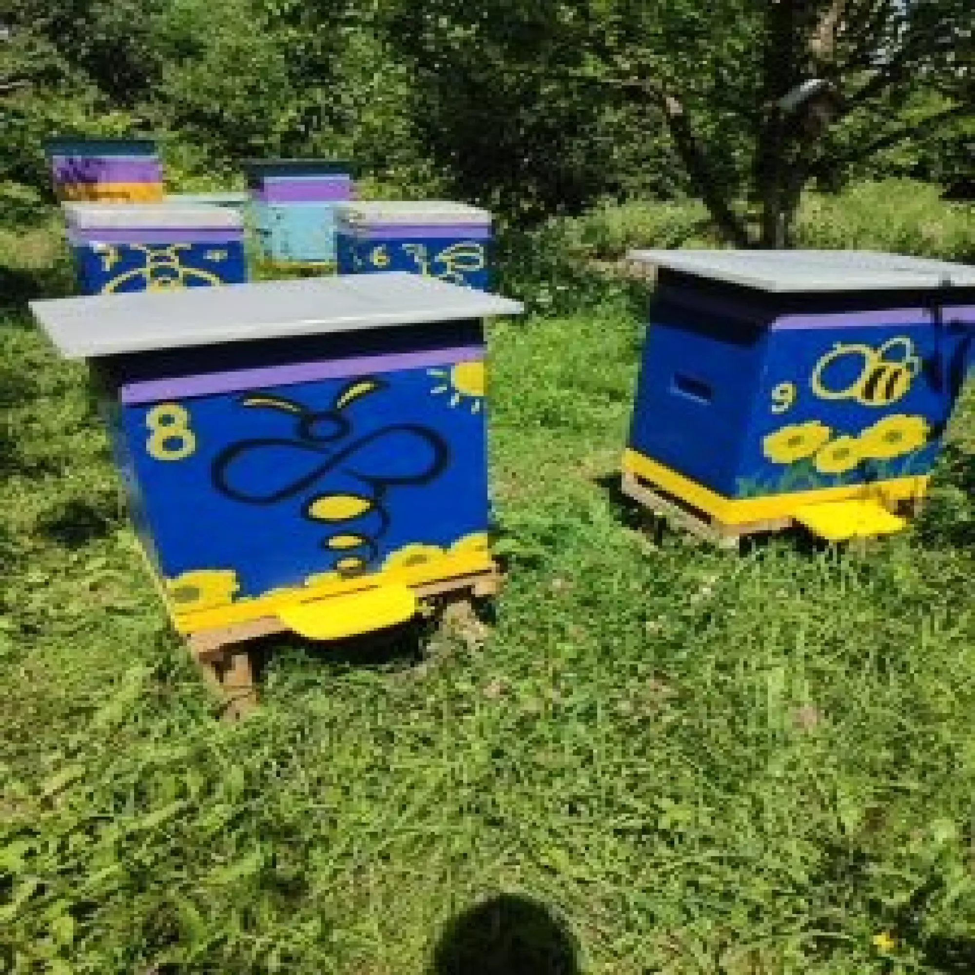 різнотряв'я гречка