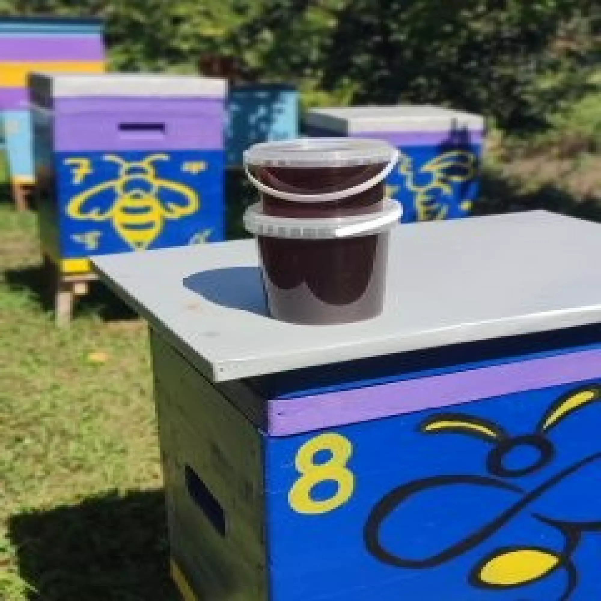 різнотряв'я гречка