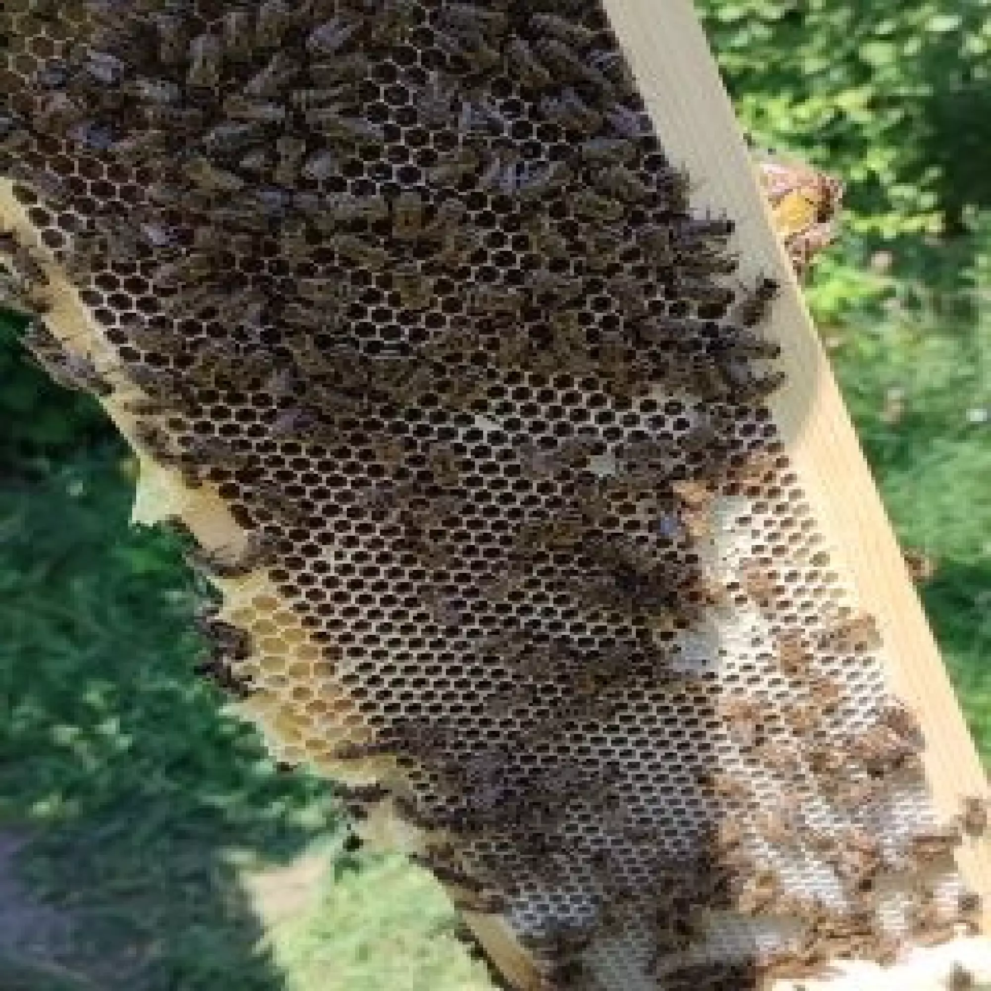 різнотряв'я гречка