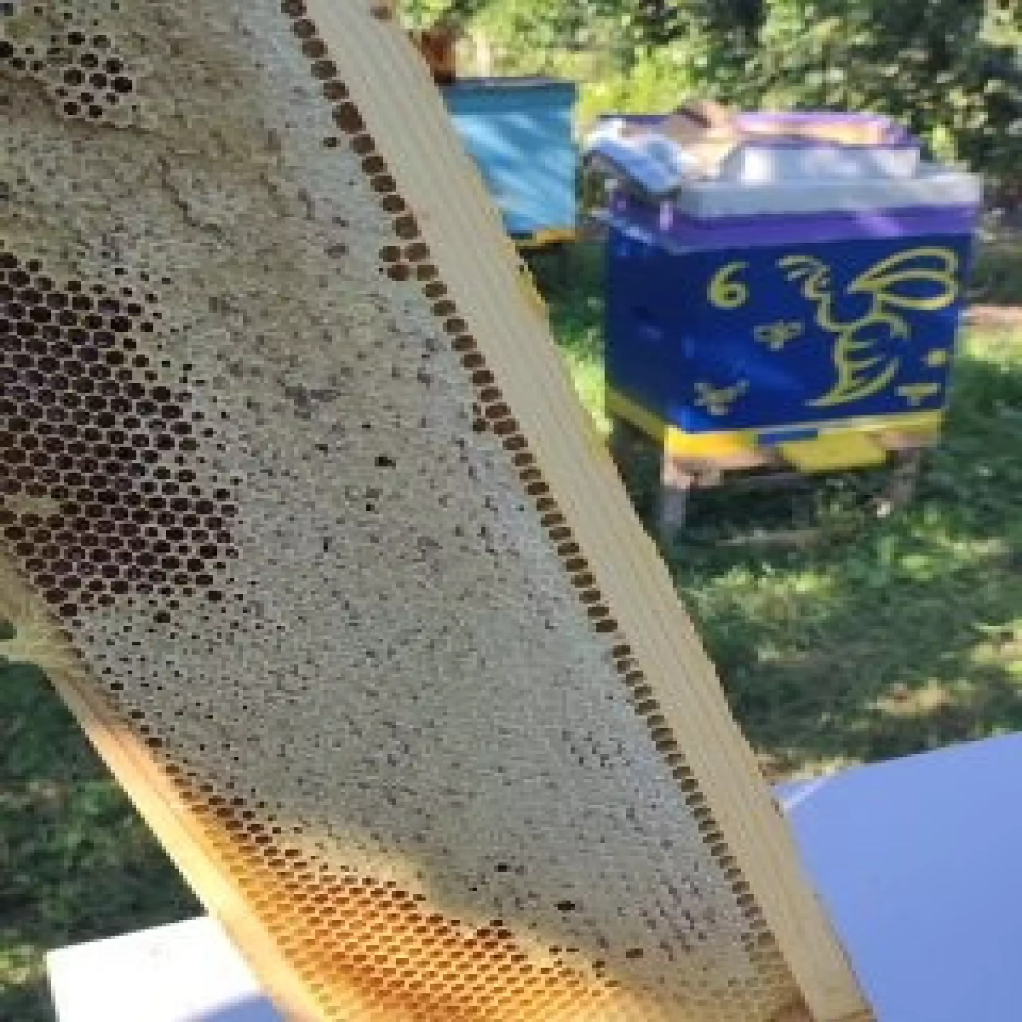 різнотряв'я гречка